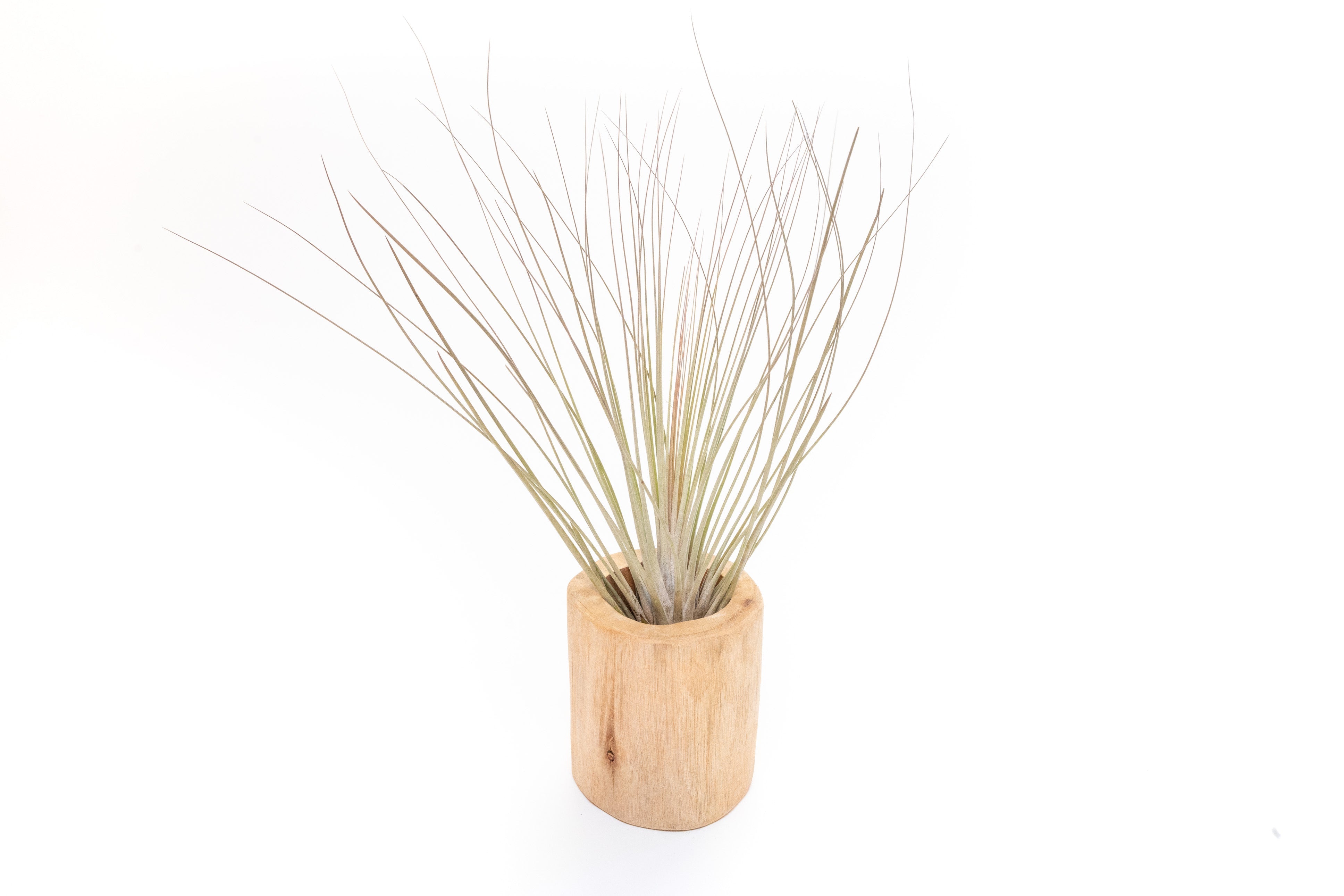 Large Driftwood Container - Choose Your Custom Tillandsia Air Plant-The Succulent Source