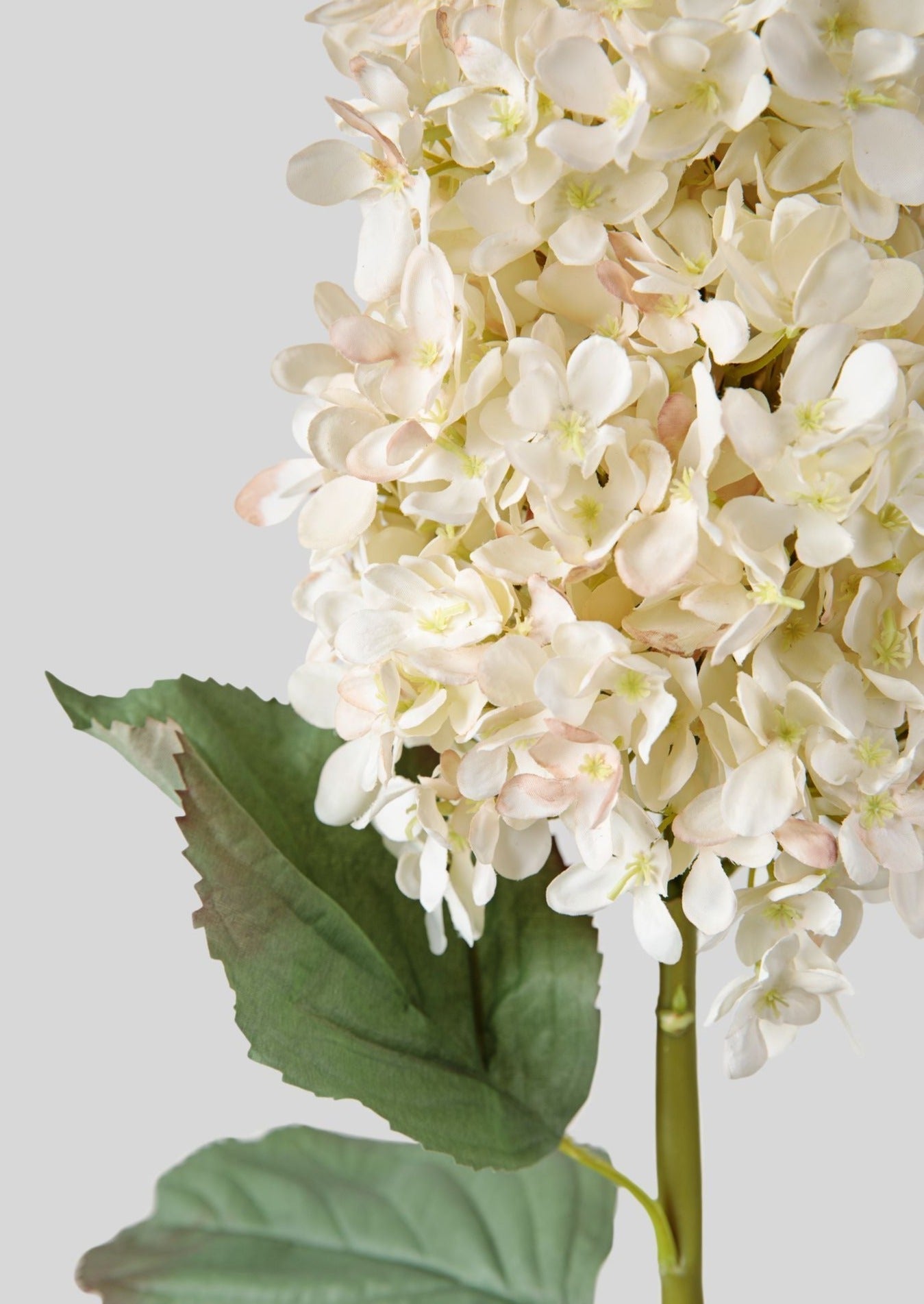 Large Faux Dried Cone Hydrangea in Parchment-Blooming Flowers-The Succulent Source