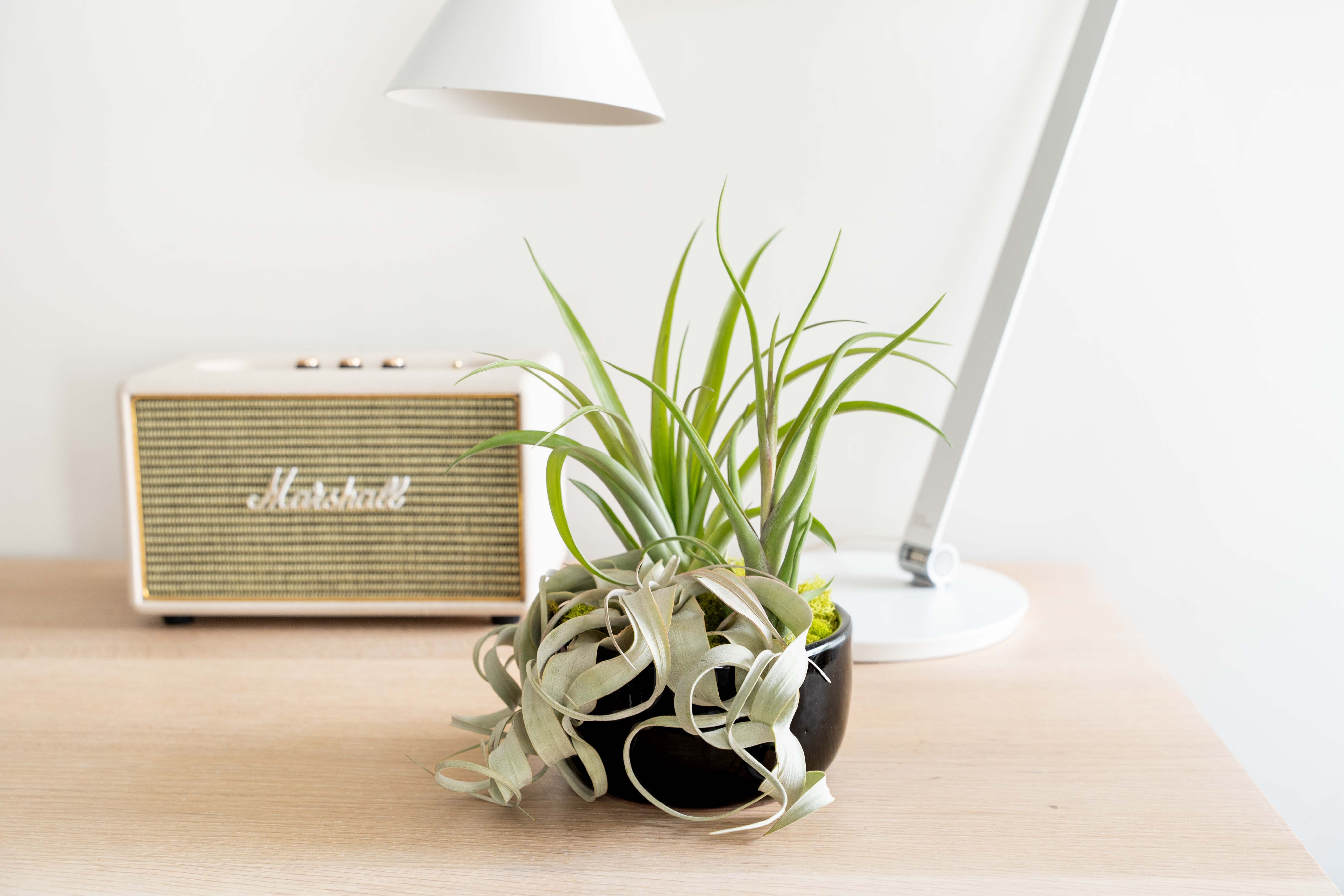 Large Fully Assembled Air Plant Bowl Garden-The Succulent Source