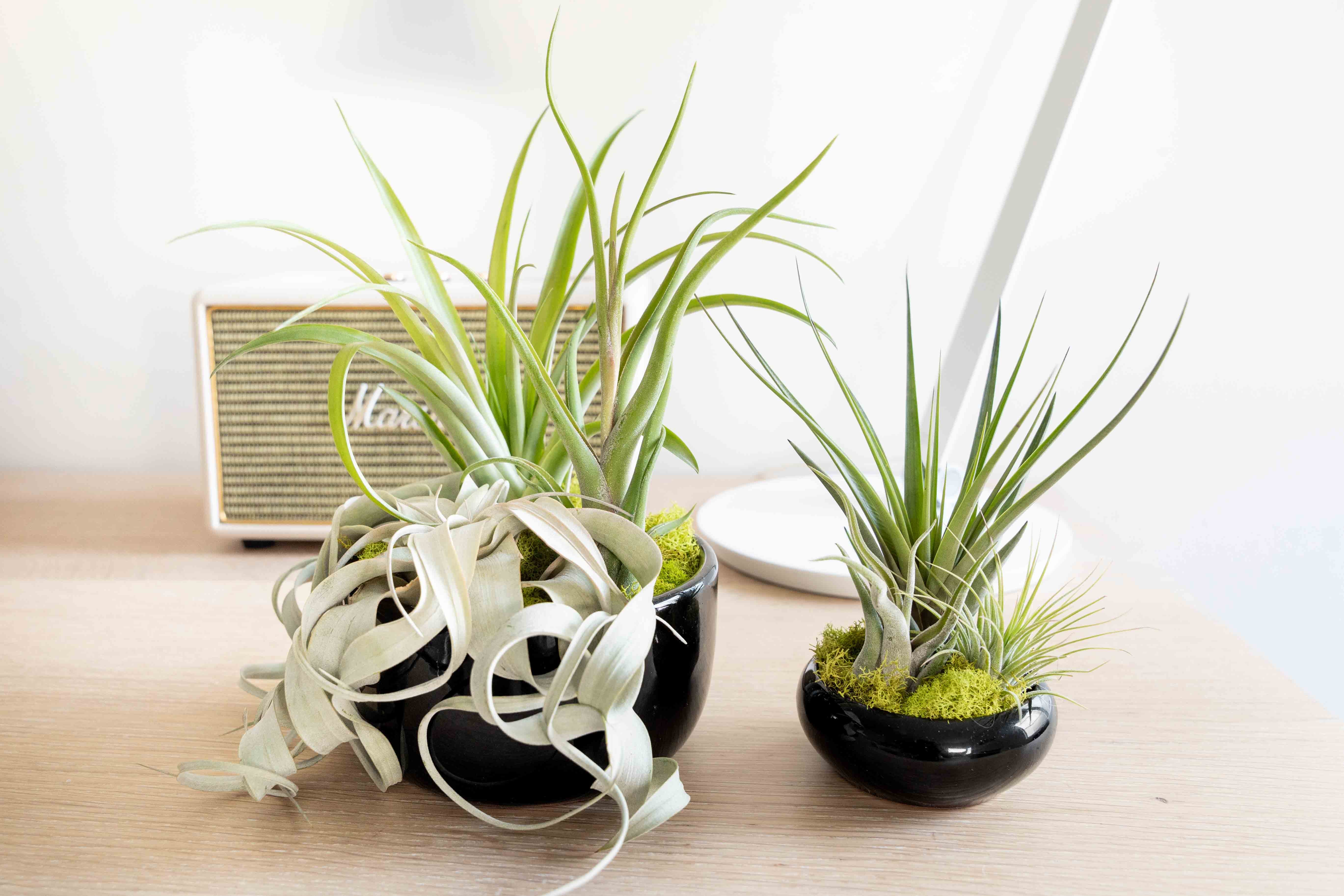 Large Fully Assembled Air Plant Bowl Garden-The Succulent Source