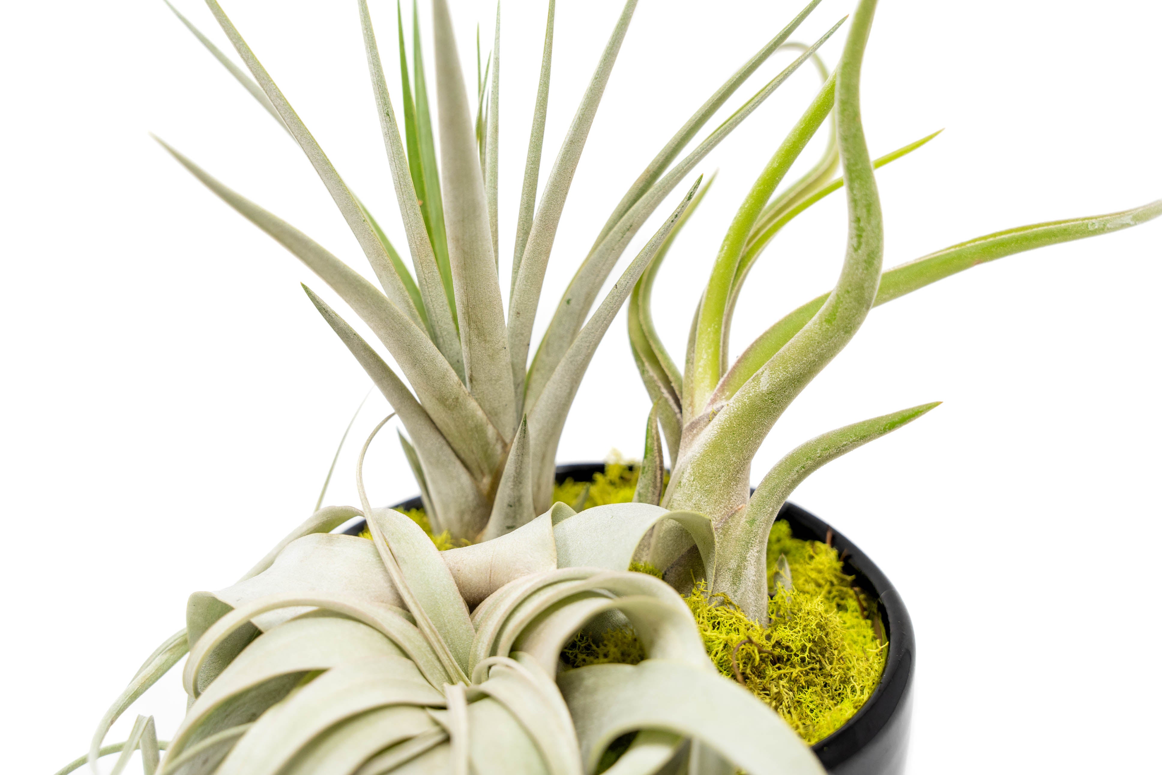 Large Fully Assembled Air Plant Bowl Garden-The Succulent Source