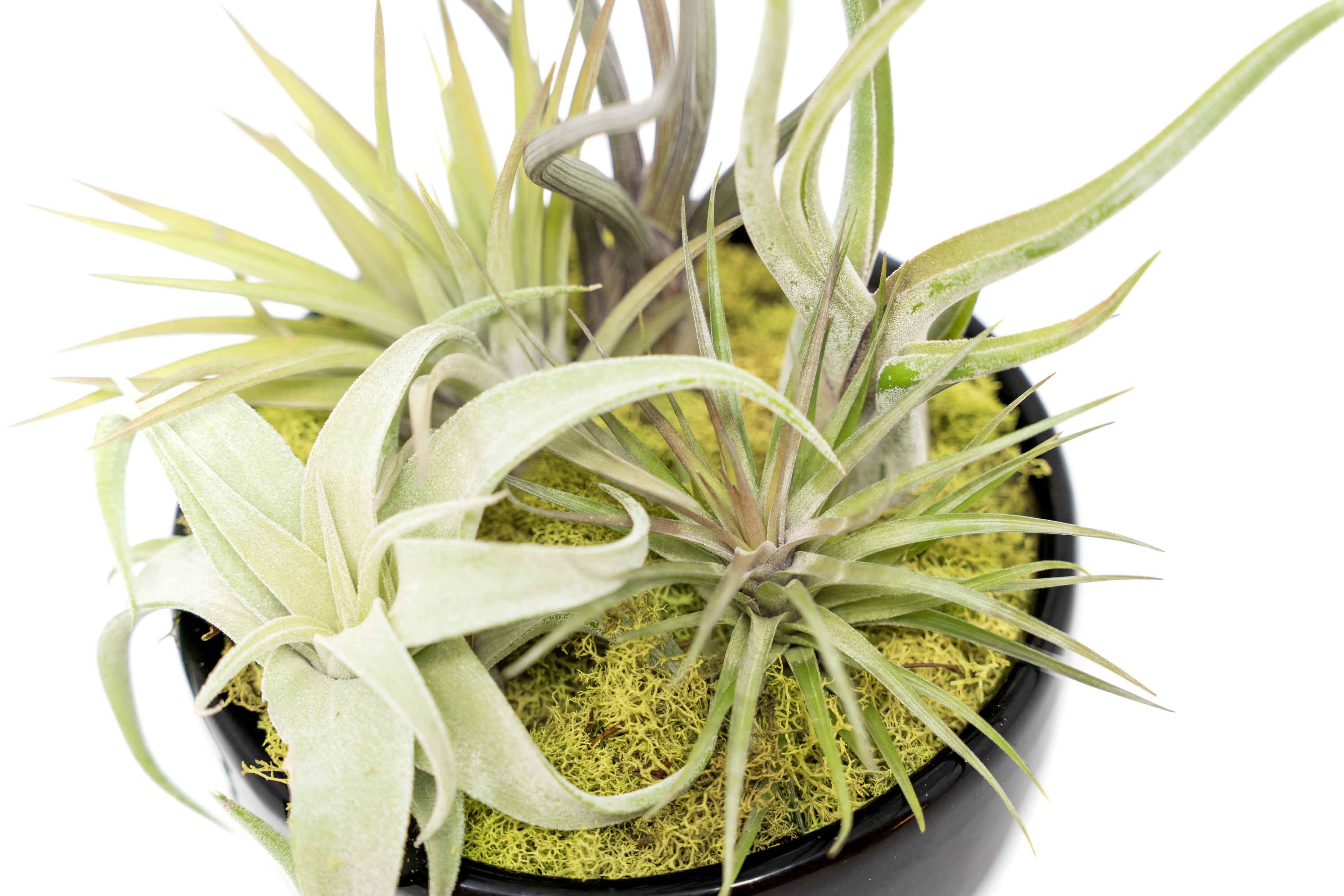 Large Fully Assembled Air Plant Bowl Garden-The Succulent Source