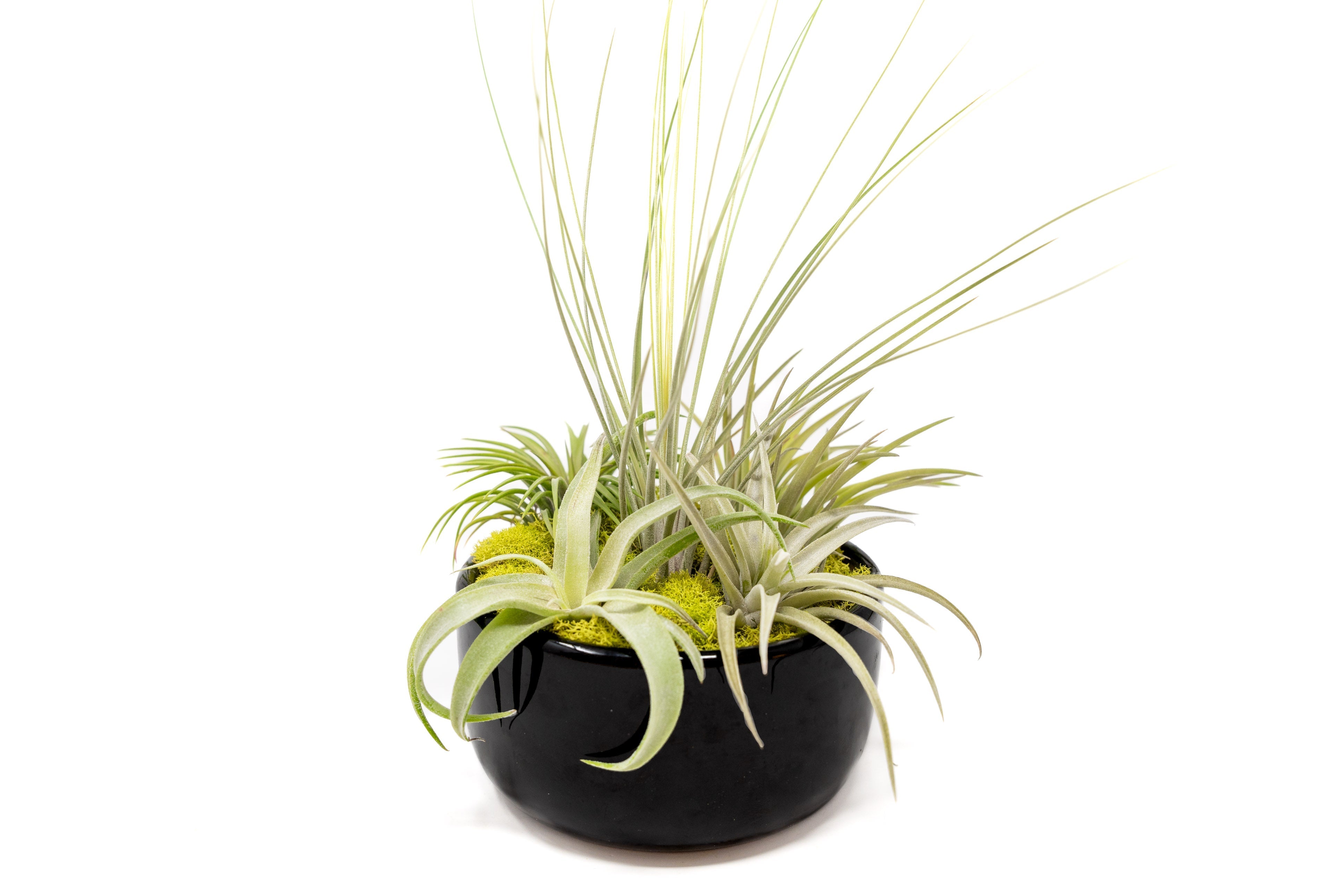 Large Fully Assembled Air Plant Bowl Garden-The Succulent Source