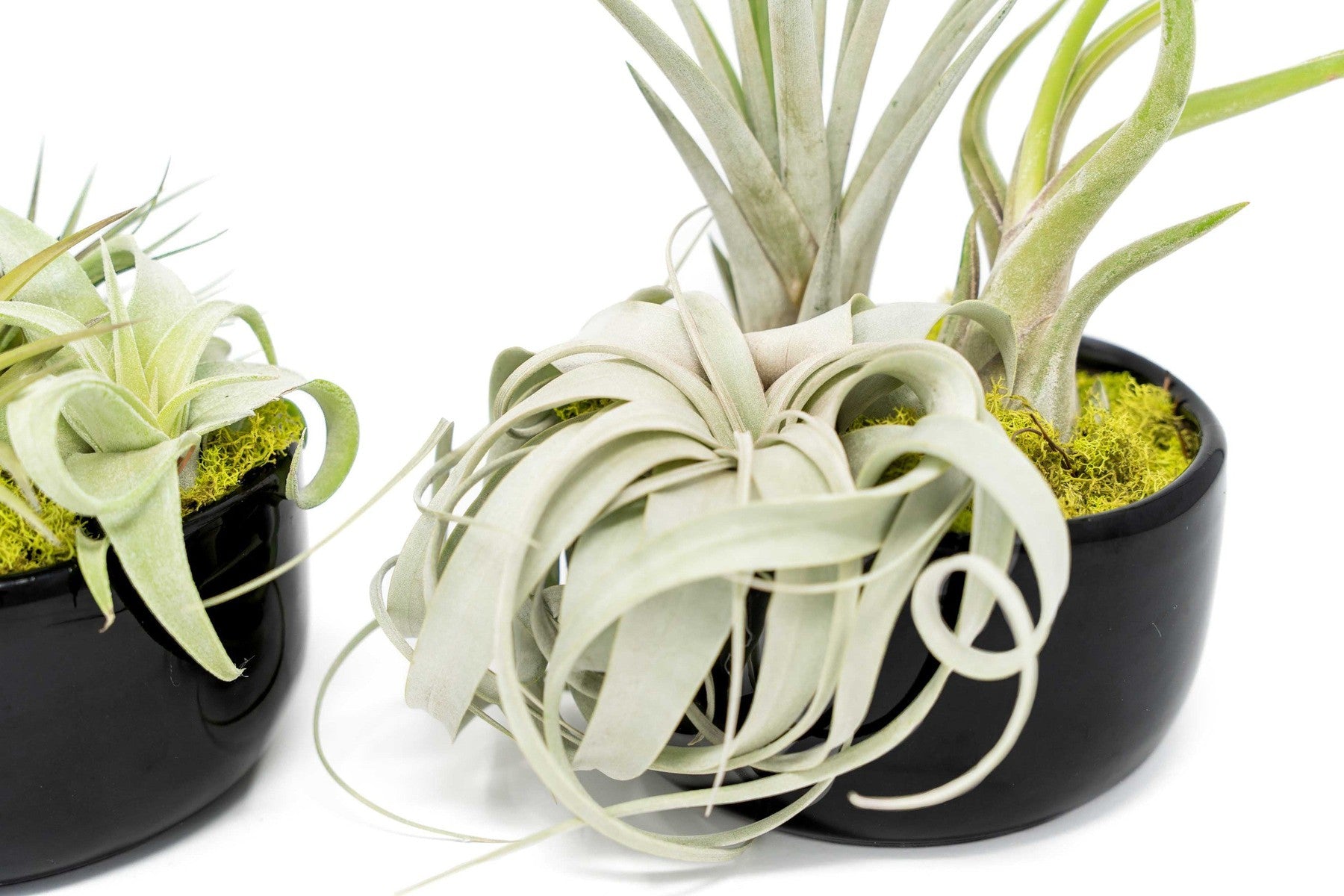 Large Fully Assembled Air Plant Bowl Garden-The Succulent Source
