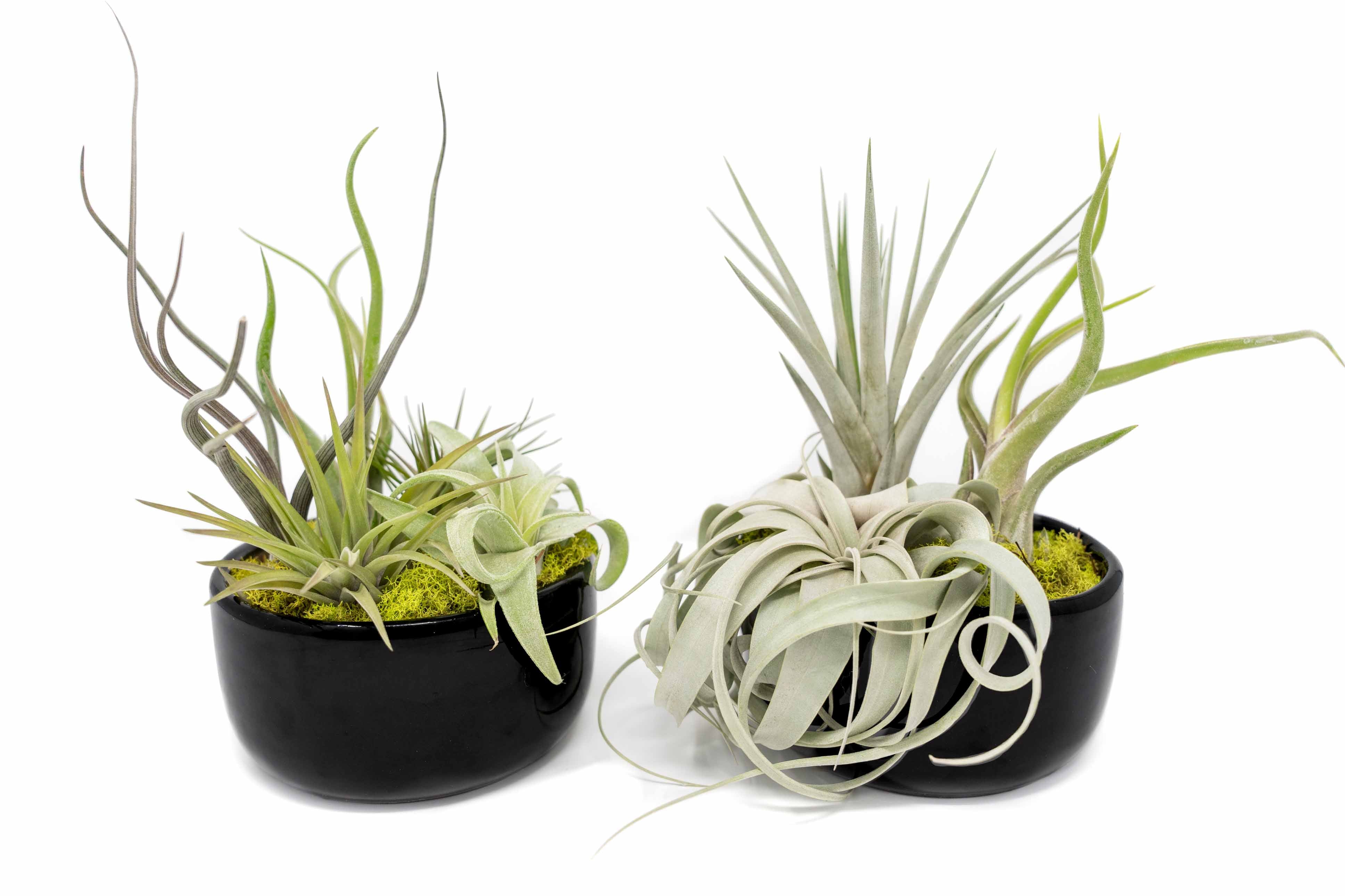 Large Fully Assembled Air Plant Bowl Garden-The Succulent Source