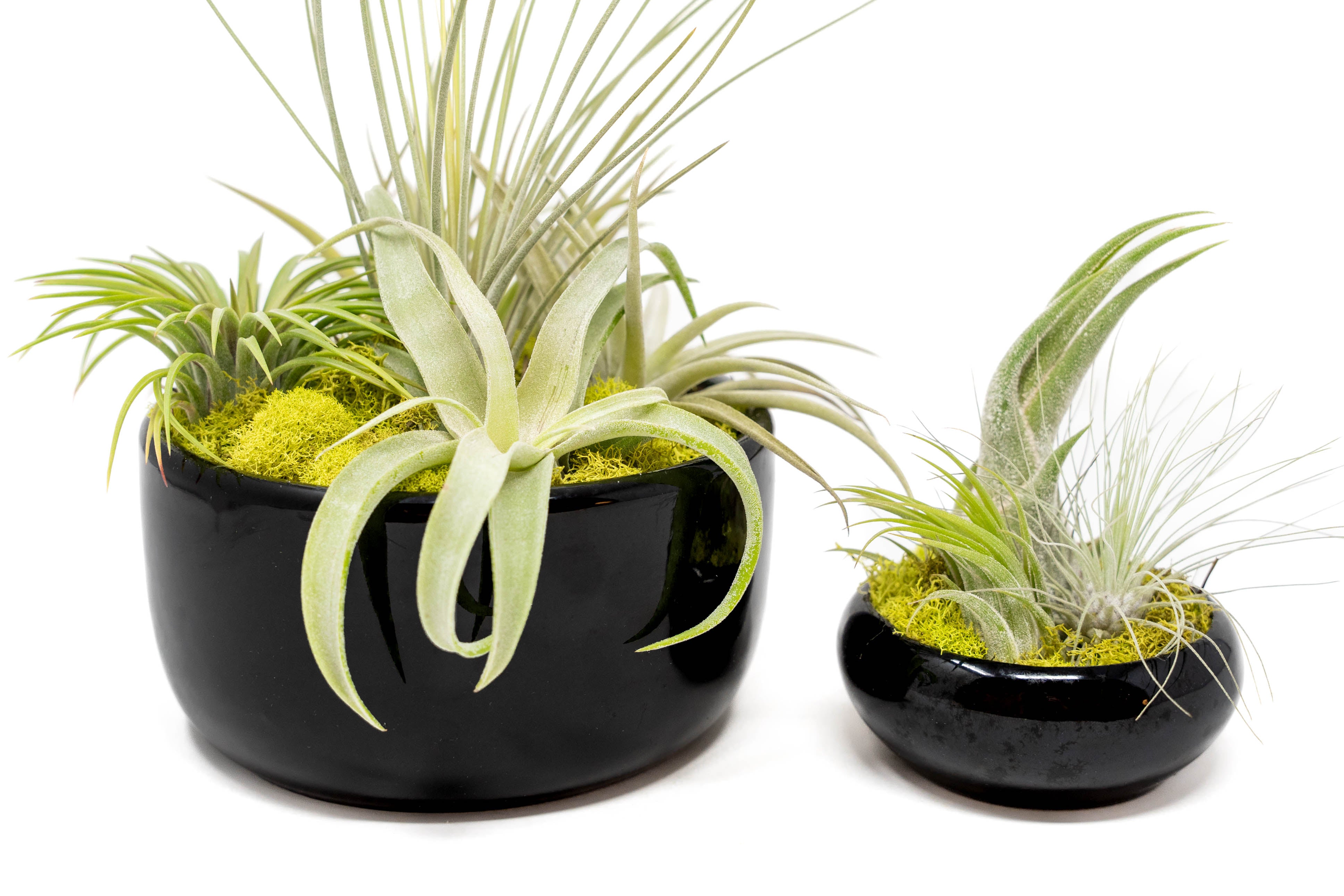 Large Fully Assembled Air Plant Bowl Garden-The Succulent Source