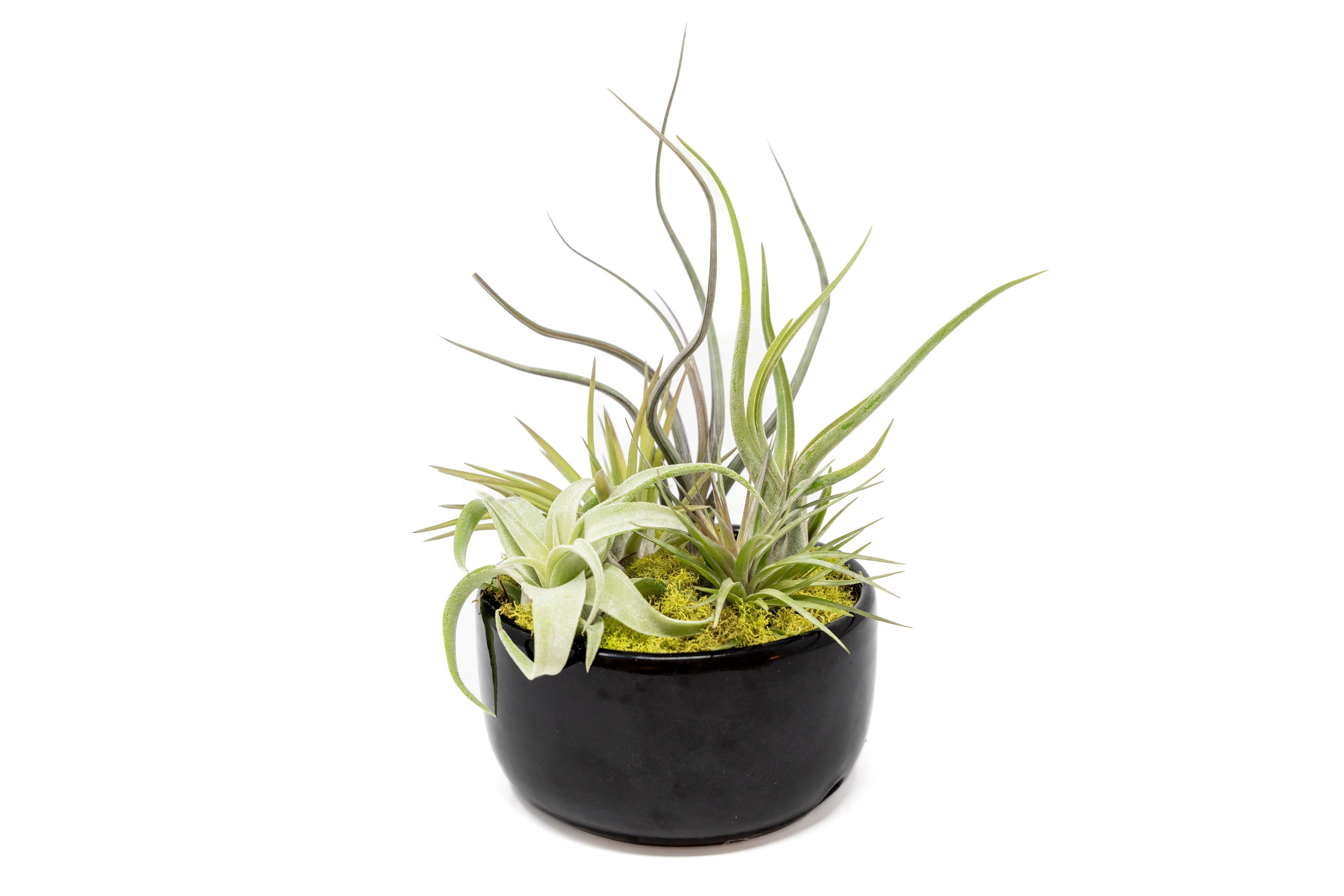 Large Fully Assembled Air Plant Bowl Garden-The Succulent Source