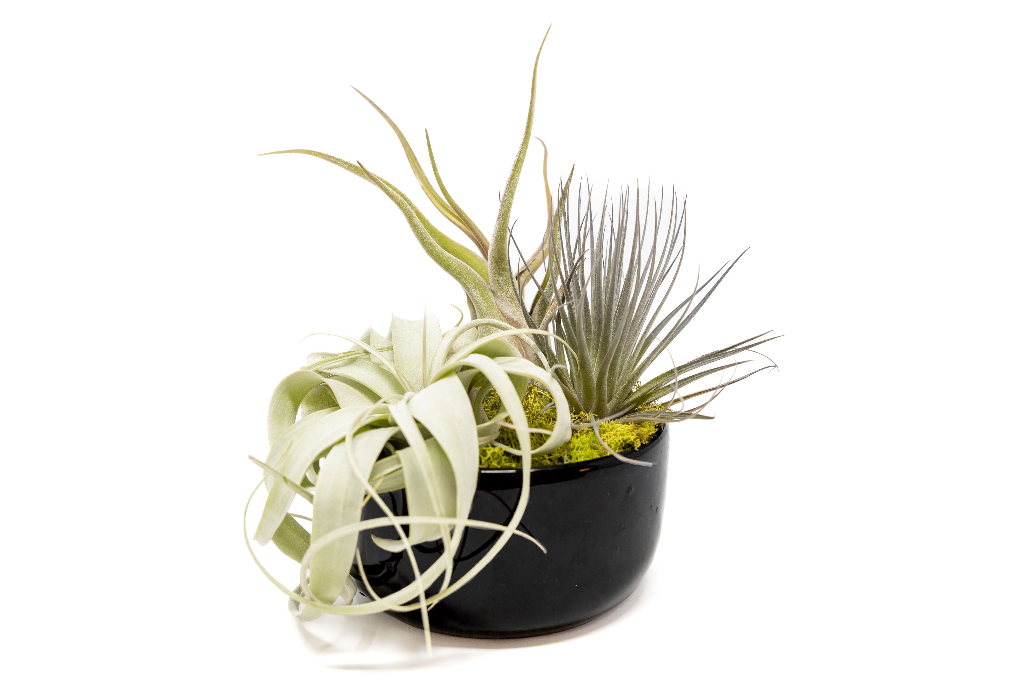 Large Fully Assembled Air Plant Bowl Garden-The Succulent Source