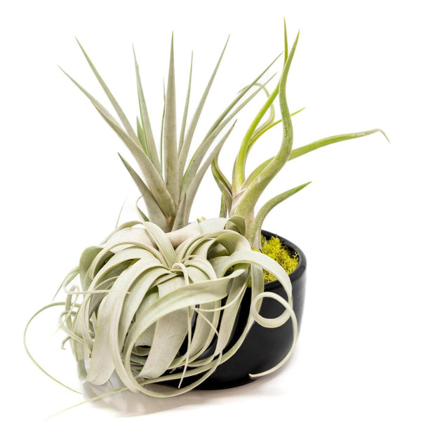air plants in bowl Large Fully Assembled Air Plant Bowl Garden