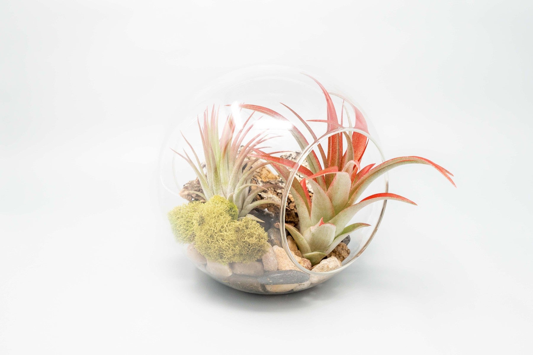 Large Hand-Blown Glass Terrarium with 2 Open Ends-gift-The Succulent Source