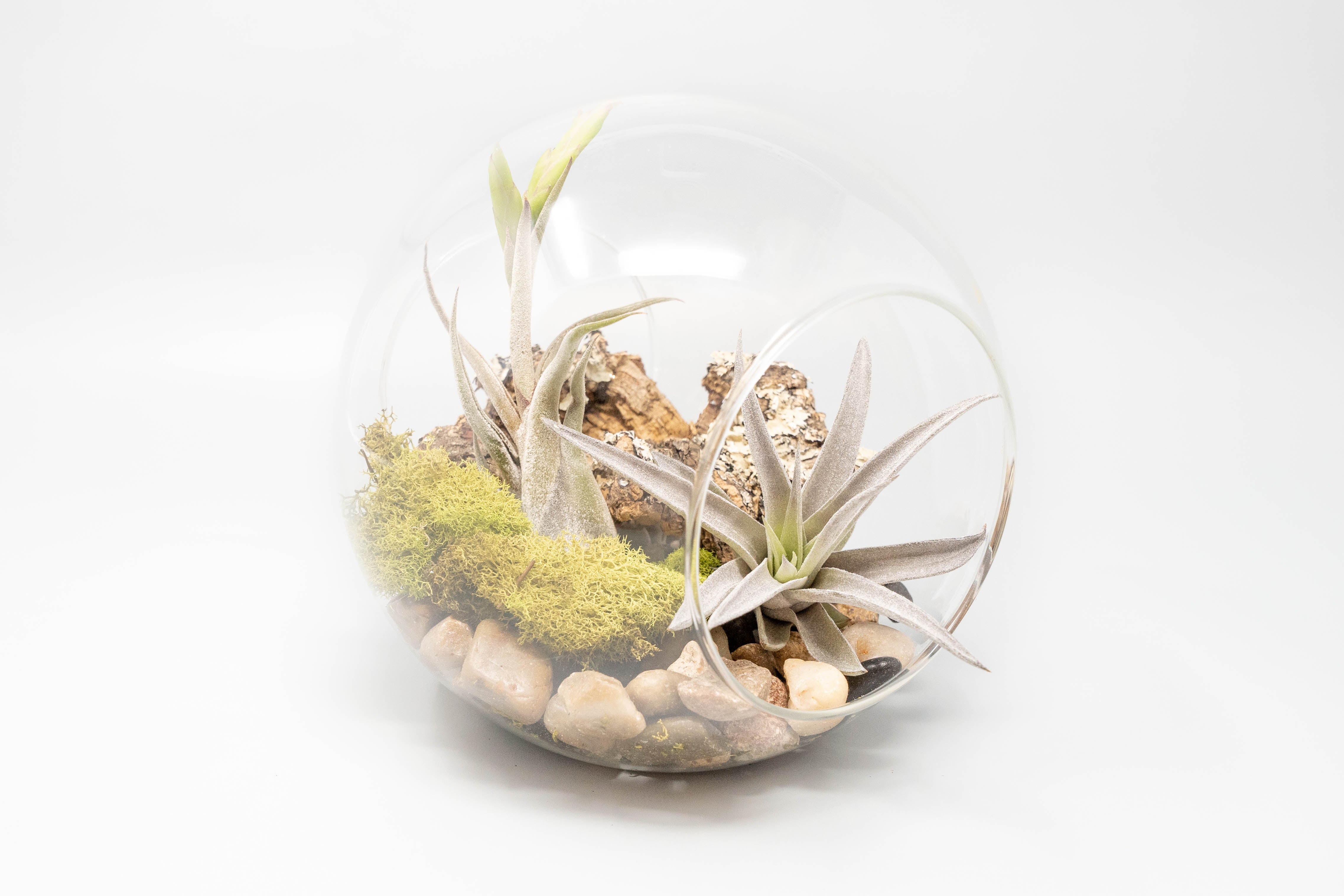 Large Hand-Blown Glass Terrarium with 2 Open Ends-gift-The Succulent Source