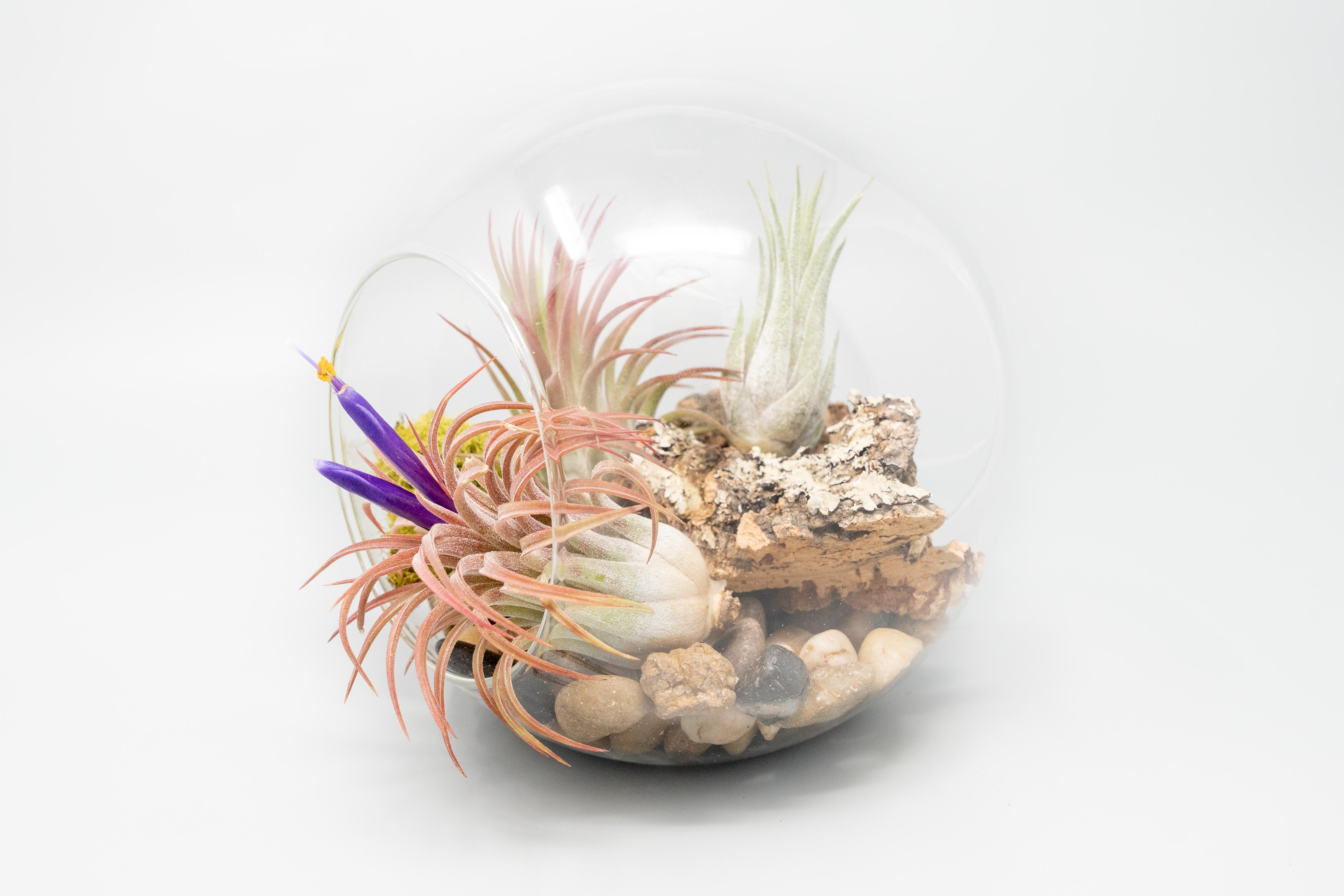 Large Hand-Blown Glass Terrarium with 2 Open Ends-gift-The Succulent Source