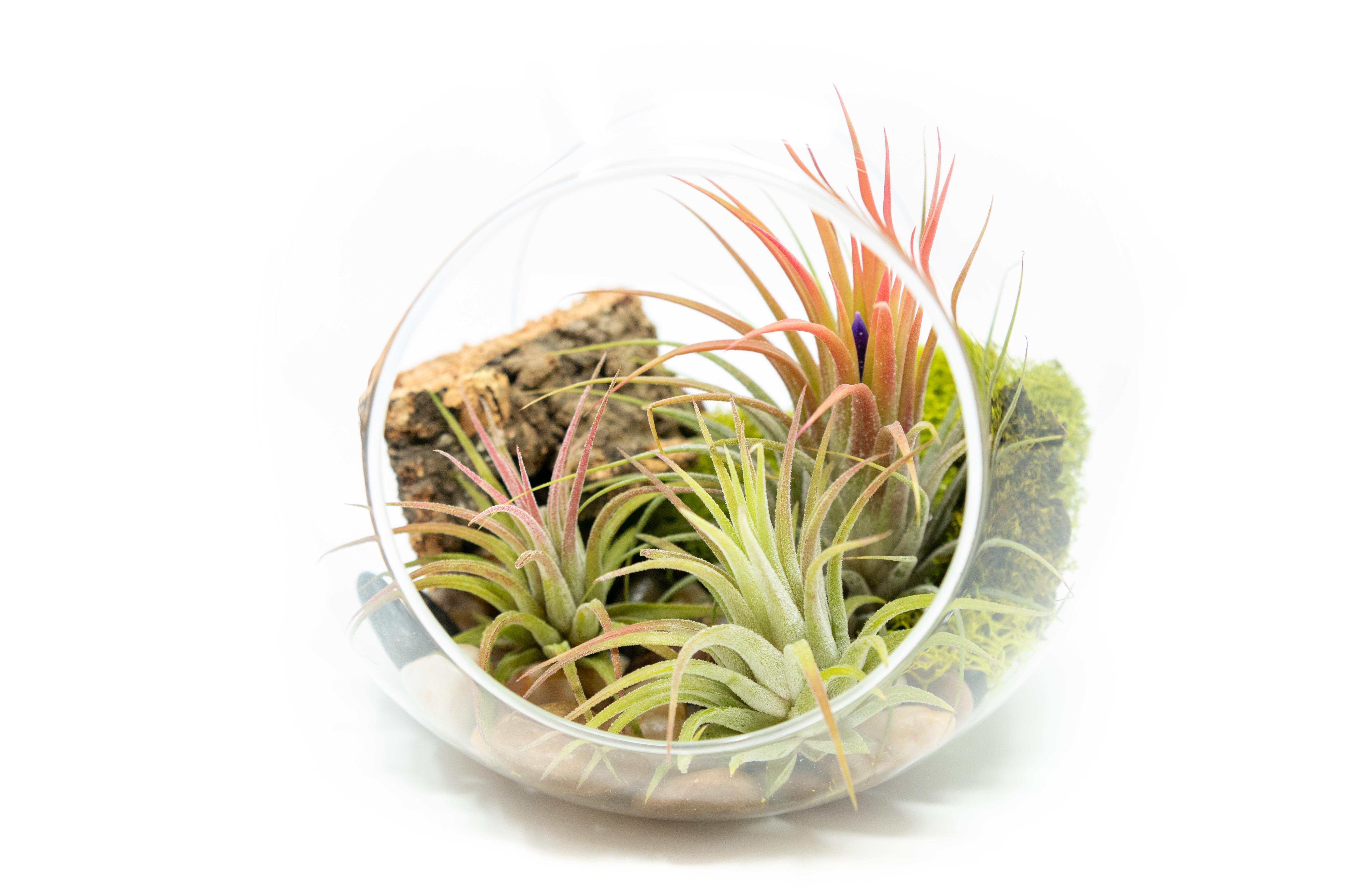 Large Hand-Blown Glass Terrarium with 3 Tillandsia Ionantha Air Plants-terrarium-The Succulent Source