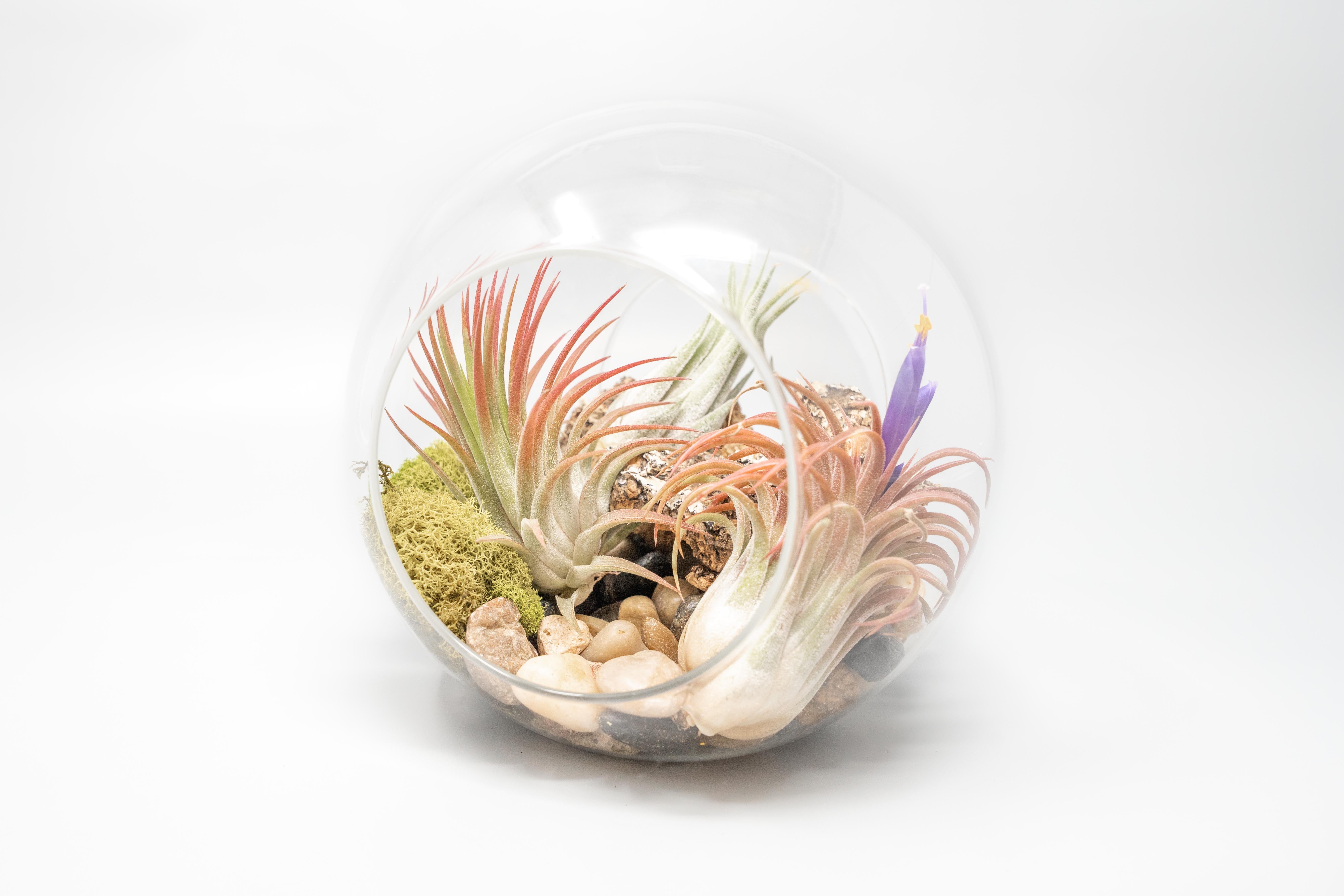 Large Hand-Blown Glass Terrarium with 3 Tillandsia Ionantha Air Plants-terrarium-The Succulent Source