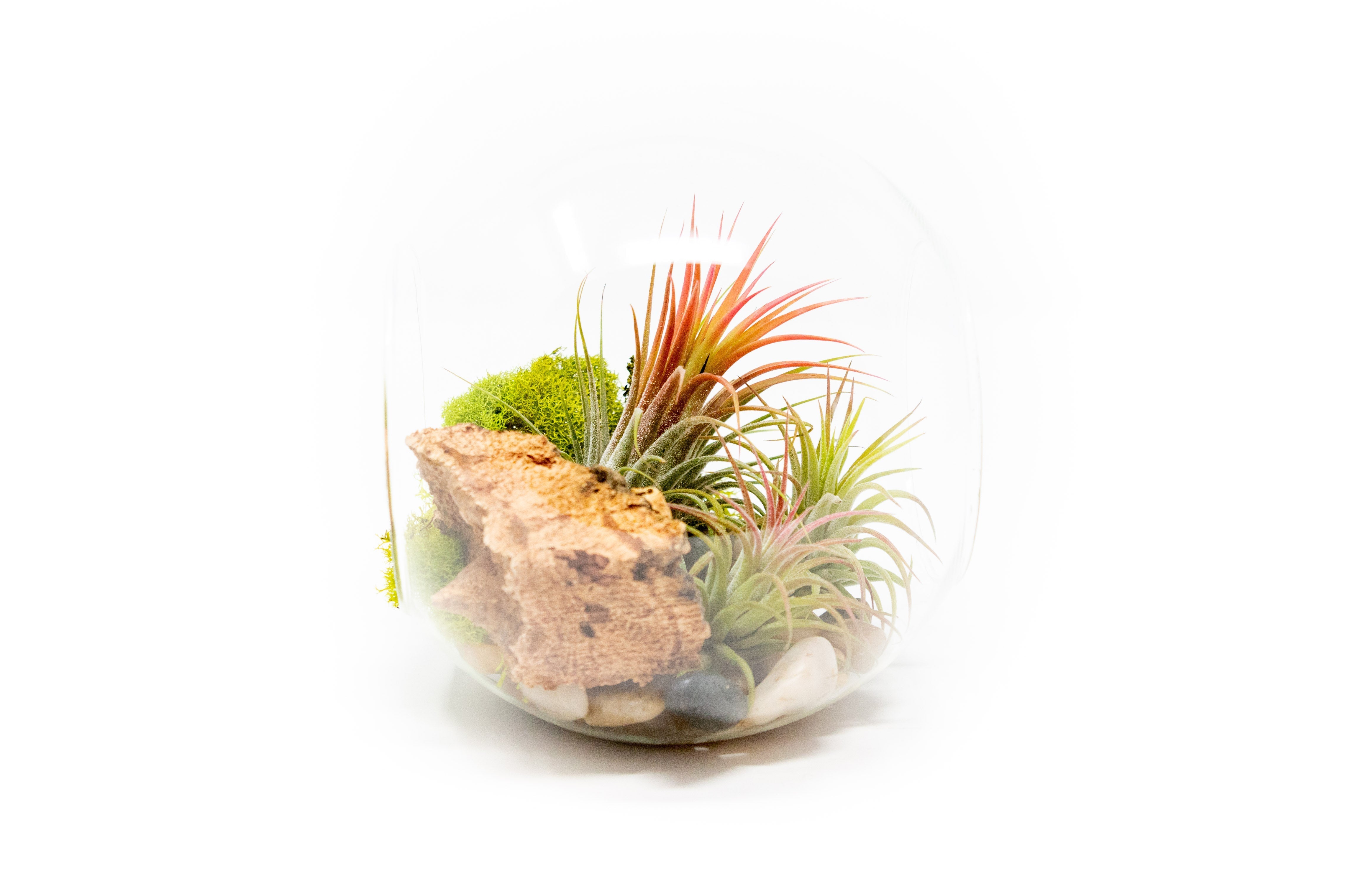 Large Hand-Blown Glass Terrarium with 3 Tillandsia Ionantha Air Plants-terrarium-The Succulent Source