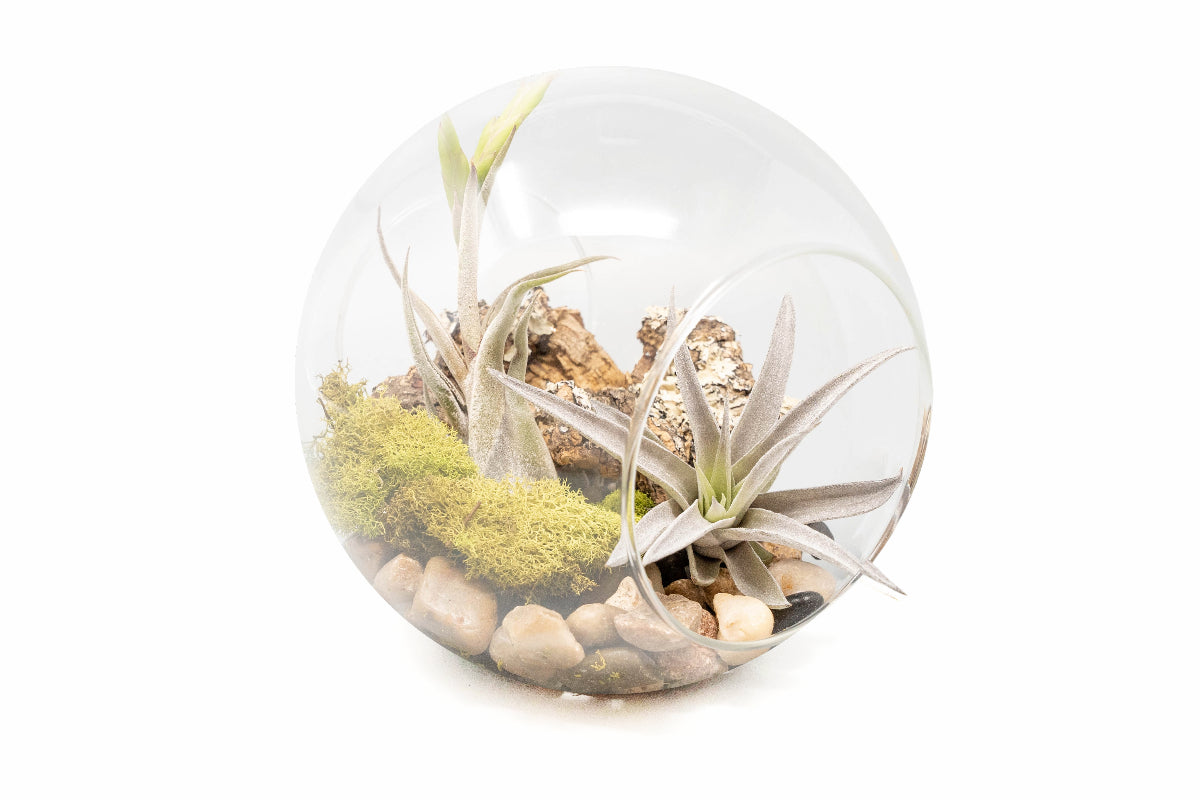 Large Hand-Blown Glass Terrarium with Tillandsia Caput Medusae & Harrisii-terrarium-The Succulent Source