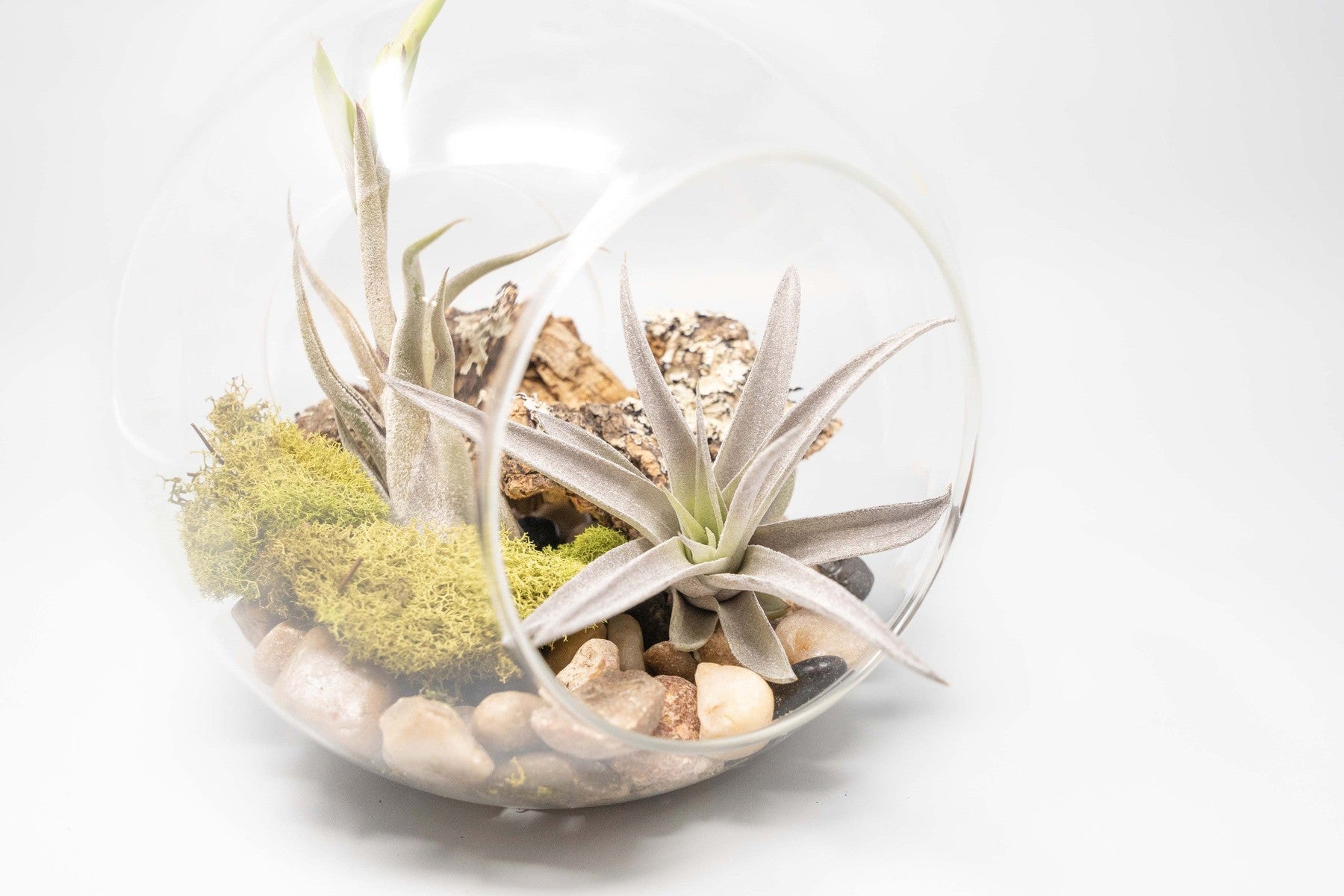 Large Hand-Blown Glass Terrarium with Tillandsia Caput Medusae & Harrisii-terrarium-The Succulent Source