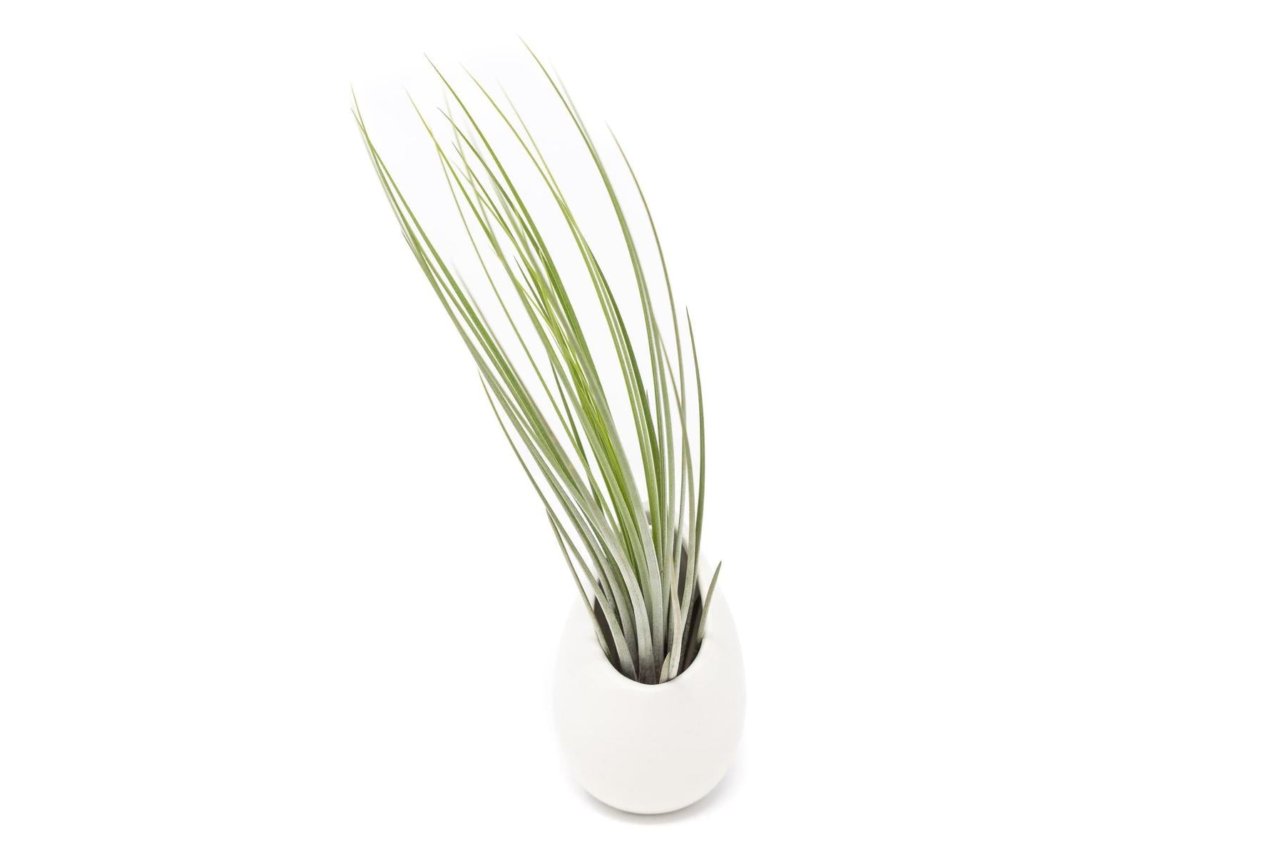 Large Ivory Ceramic Container - Choose Your Custom Tillandsia Air Plant-The Succulent Source