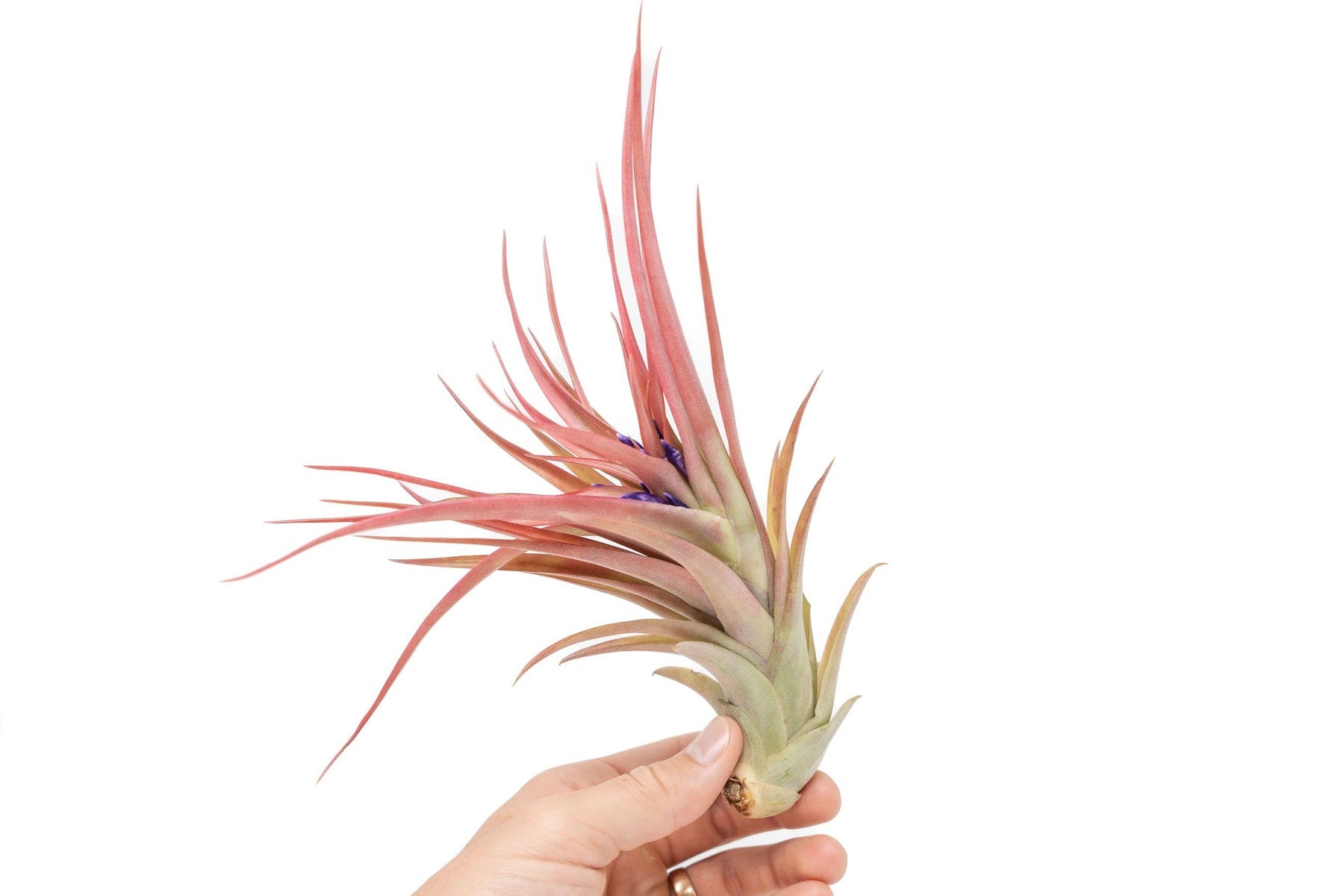 Large Tillandsia Abdita Brachycaulos Air Plants / 5-6 Inch Plants-airplant-The Succulent Source