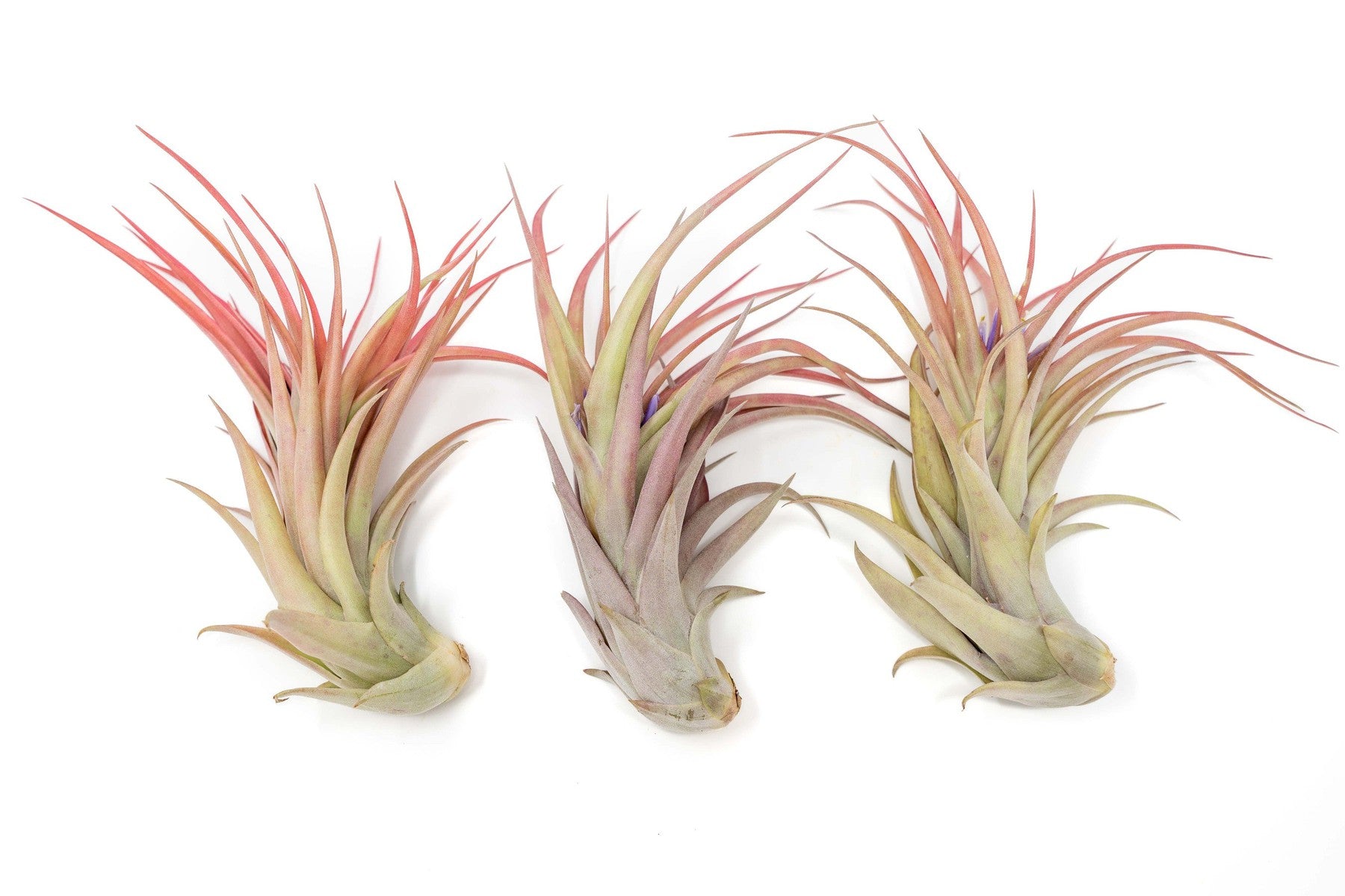 Large Tillandsia Abdita Brachycaulos Air Plants / 5-6 Inch Plants-airplant-The Succulent Source