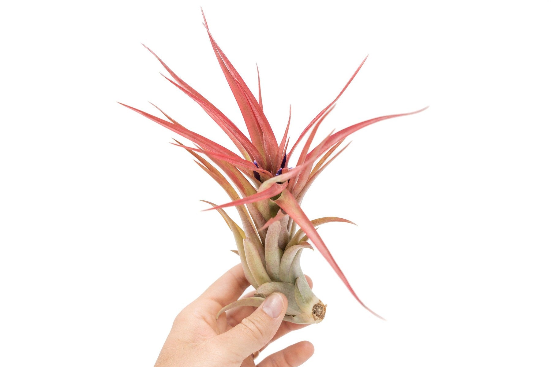 Large Tillandsia Abdita Brachycaulos Air Plants / 5-6 Inch Plants-airplant-The Succulent Source