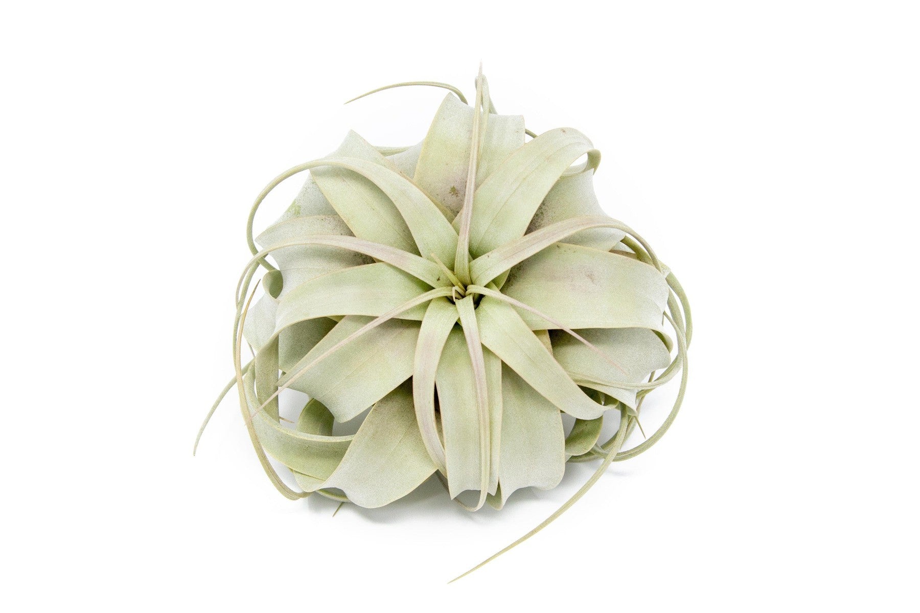 Large Tillandsia Air Plant Variety Pack - 5 Big Plants-airplant-The Succulent Source