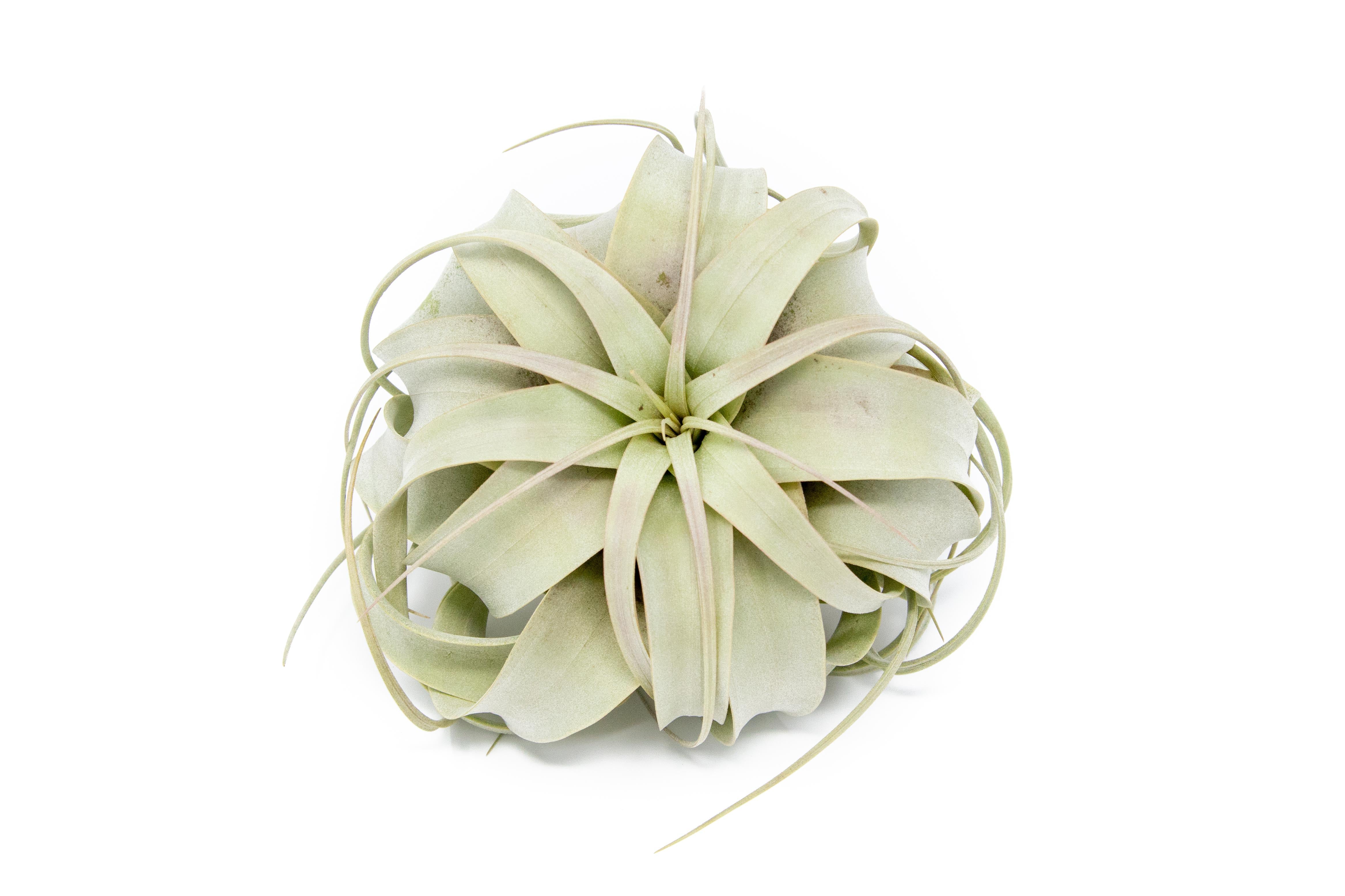 Large Tillandsia Air Plant Variety Pack - 5 Big Plants-airplant-The Succulent Source