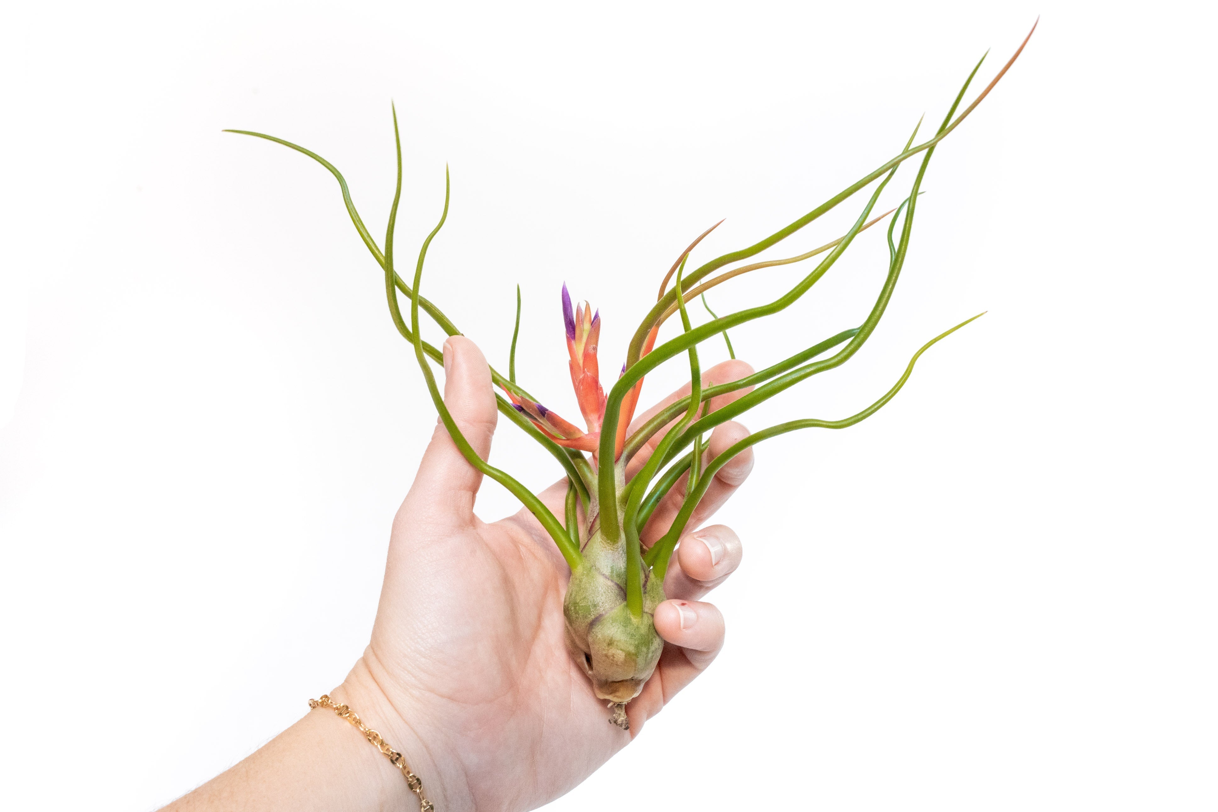 Large Tillandsia Air Plant Variety Pack - 5 Big Plants-airplant-The Succulent Source