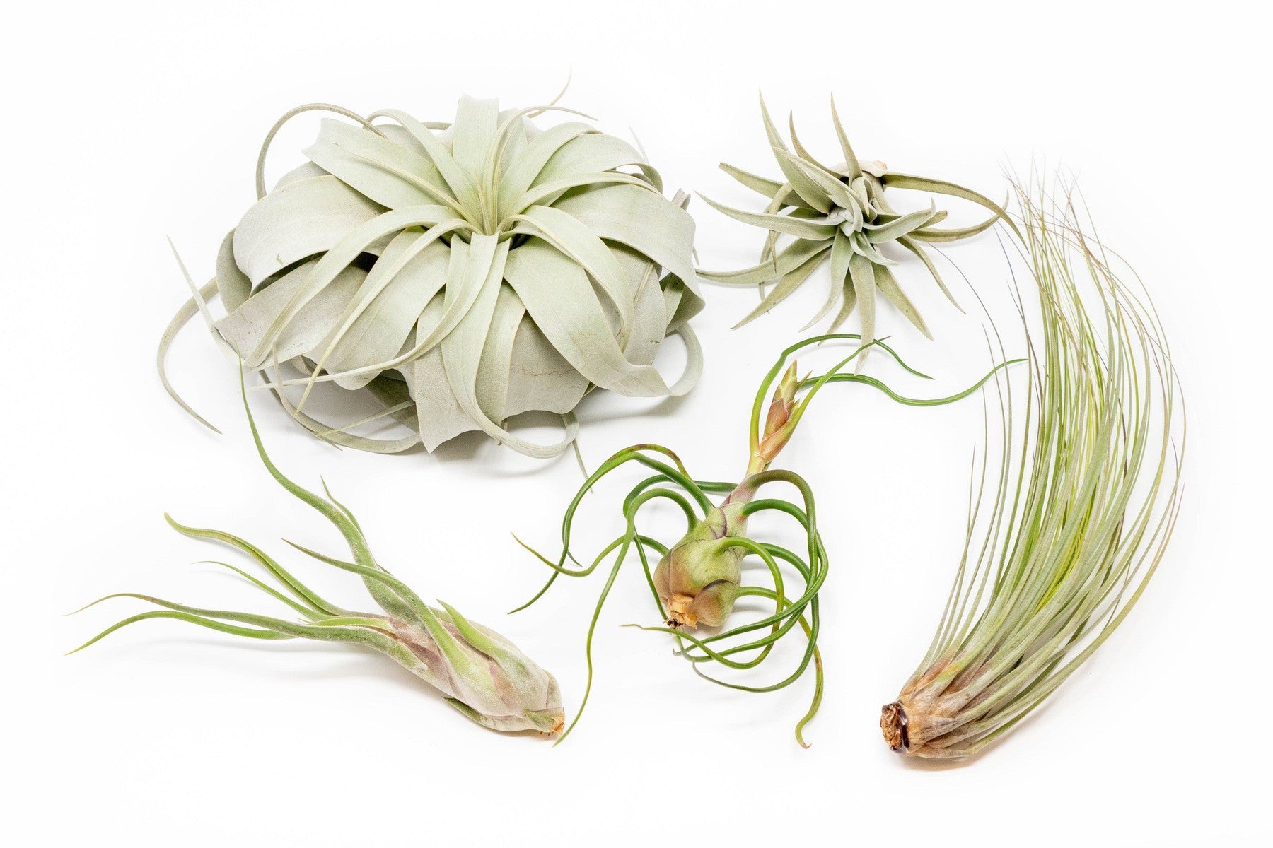 Large Tillandsia Air Plant Variety Pack - 5 Big Plants-airplant-The Succulent Source