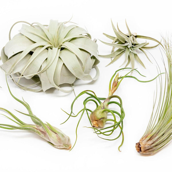do air plants get bigger Large Tillandsia Air Plant Variety Pack