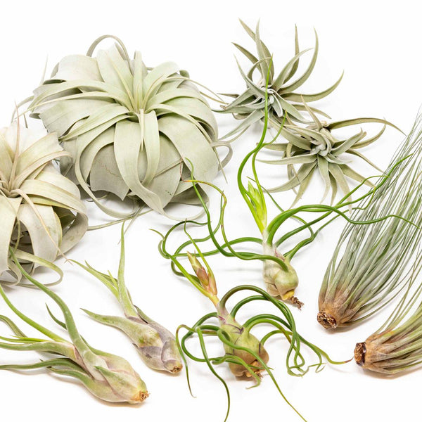 Large Tillandsia Air Plant Variety - Set of 10, 15, or 20 - 40% Off