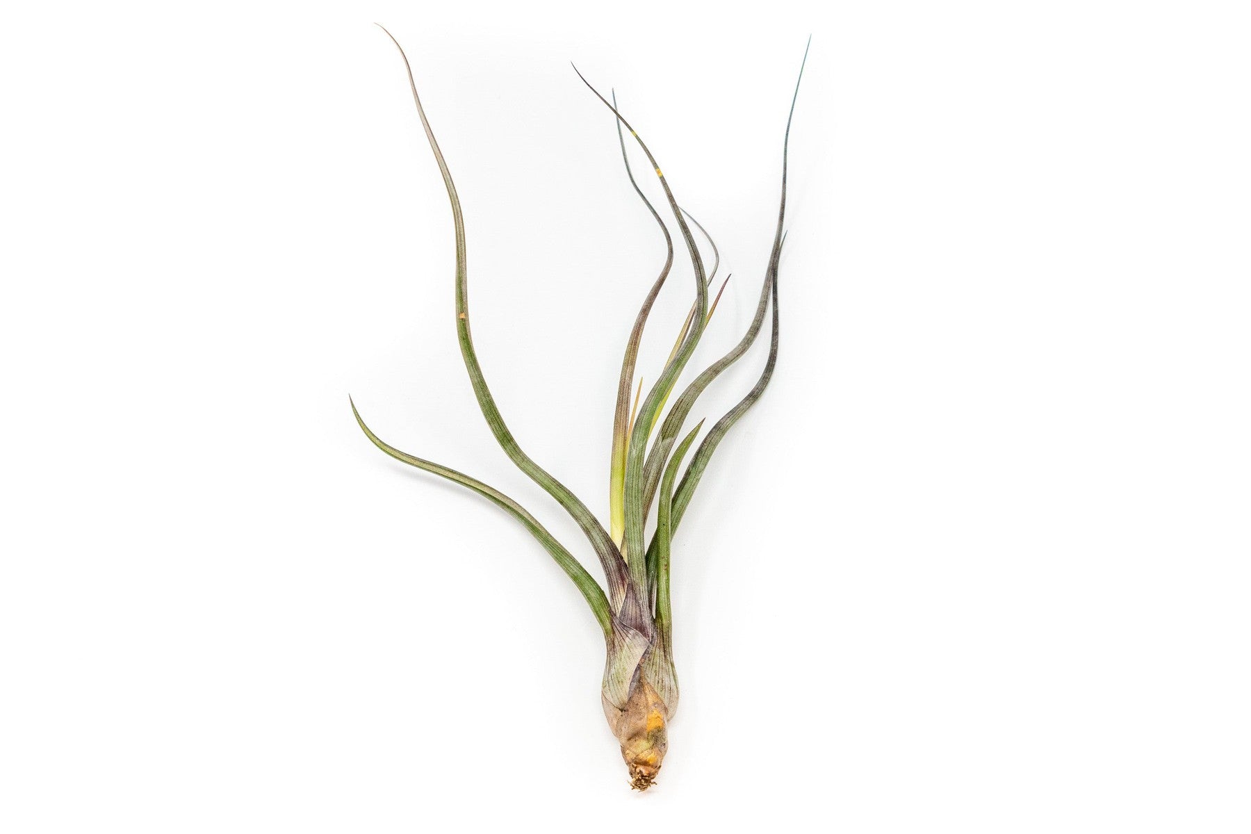 Large Tillandsia Baileyi Air Plants / 6-9 Inch Plants-airplant-The Succulent Source