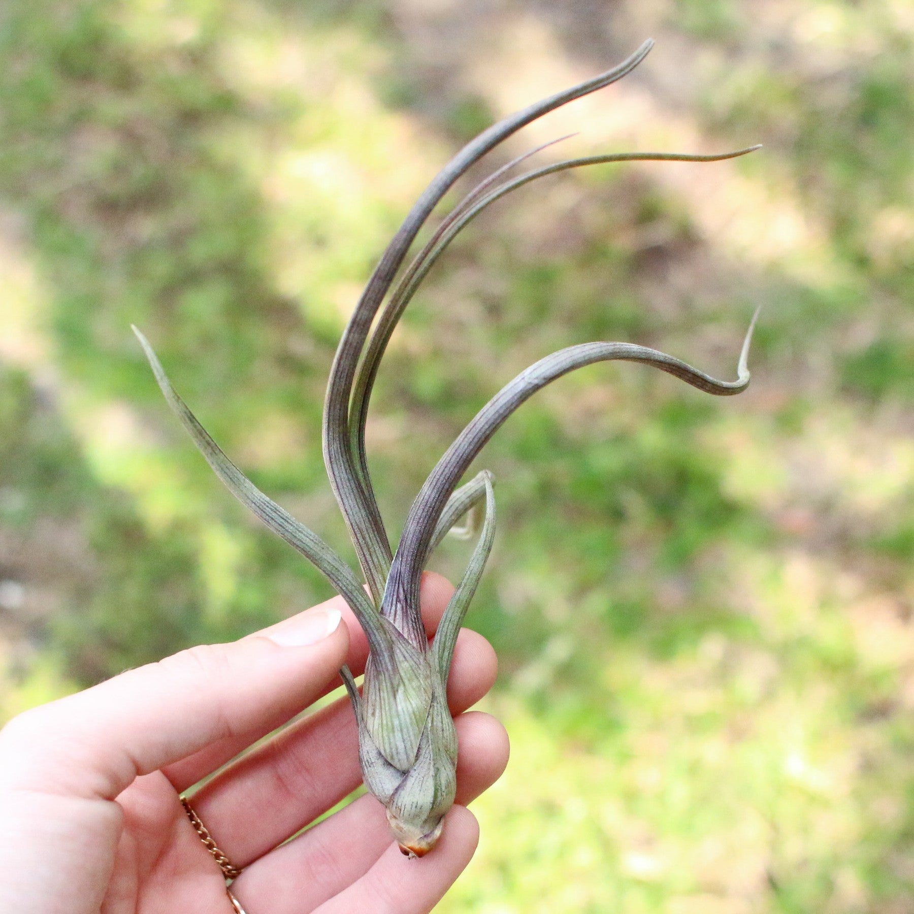 Large Tillandsia Baileyi Air Plants / 6-9 Inch Plants-airplant-The Succulent Source