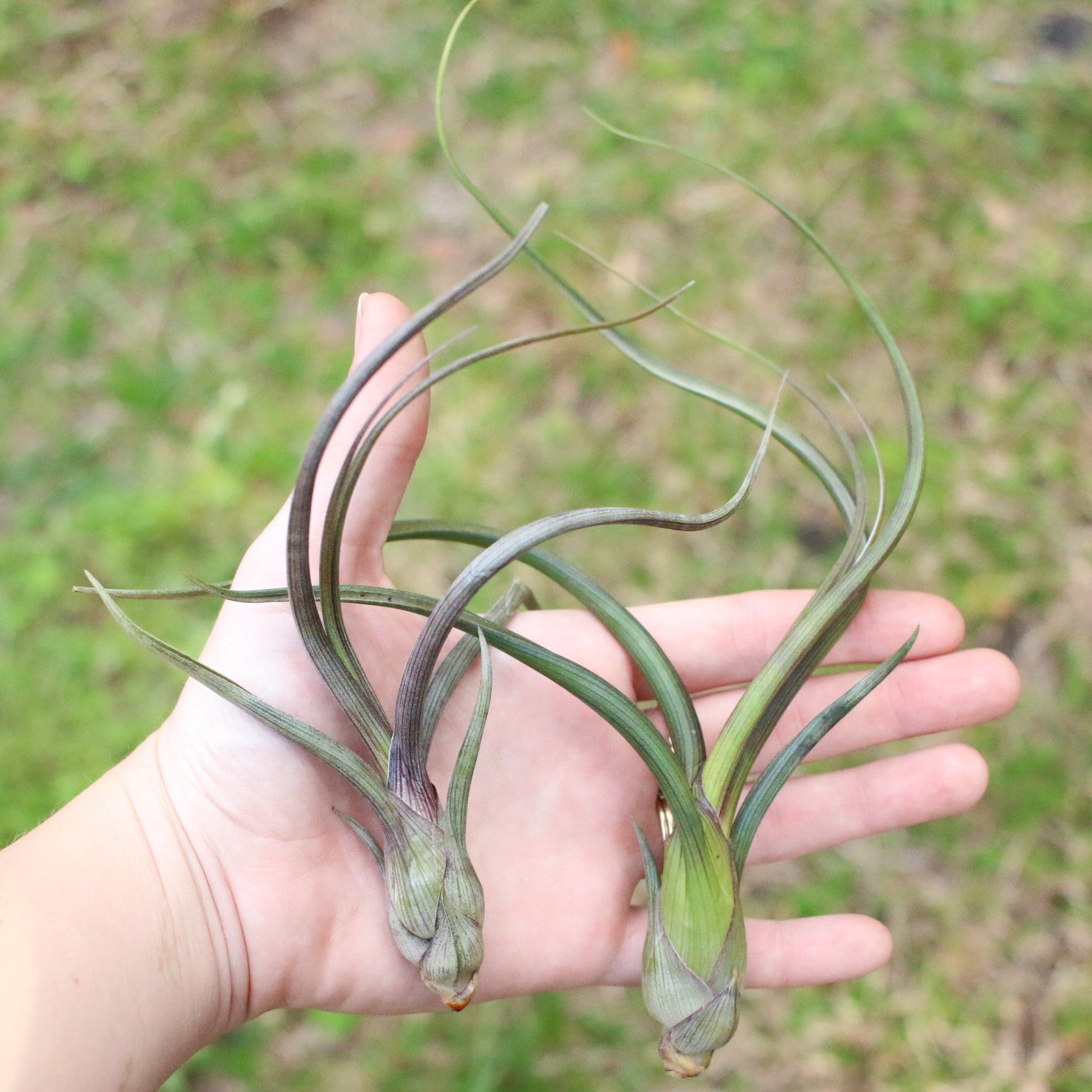 Large Tillandsia Baileyi Air Plants / 6-9 Inch Plants-airplant-The Succulent Source