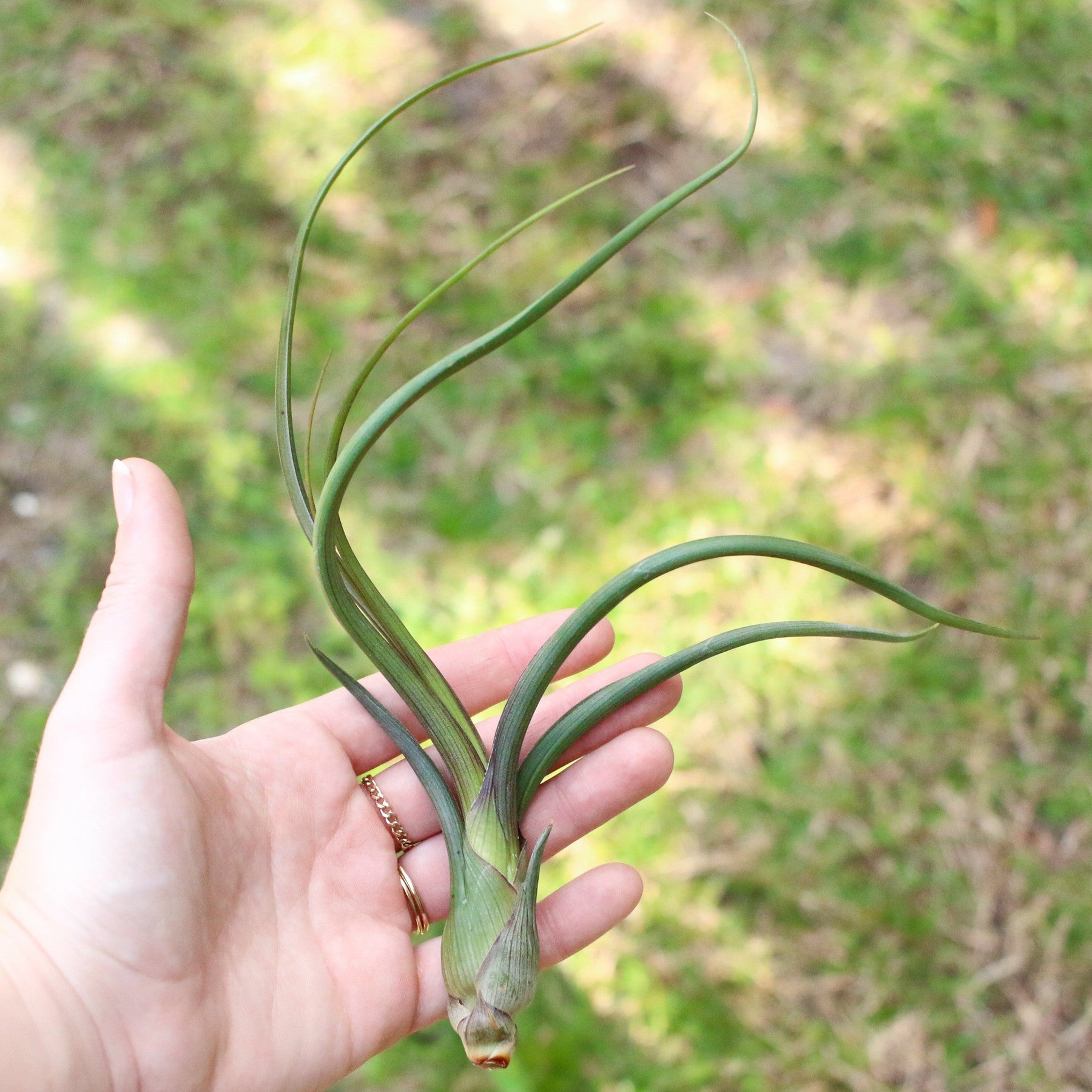 Large Tillandsia Baileyi Air Plants / 6-9 Inch Plants-airplant-The Succulent Source