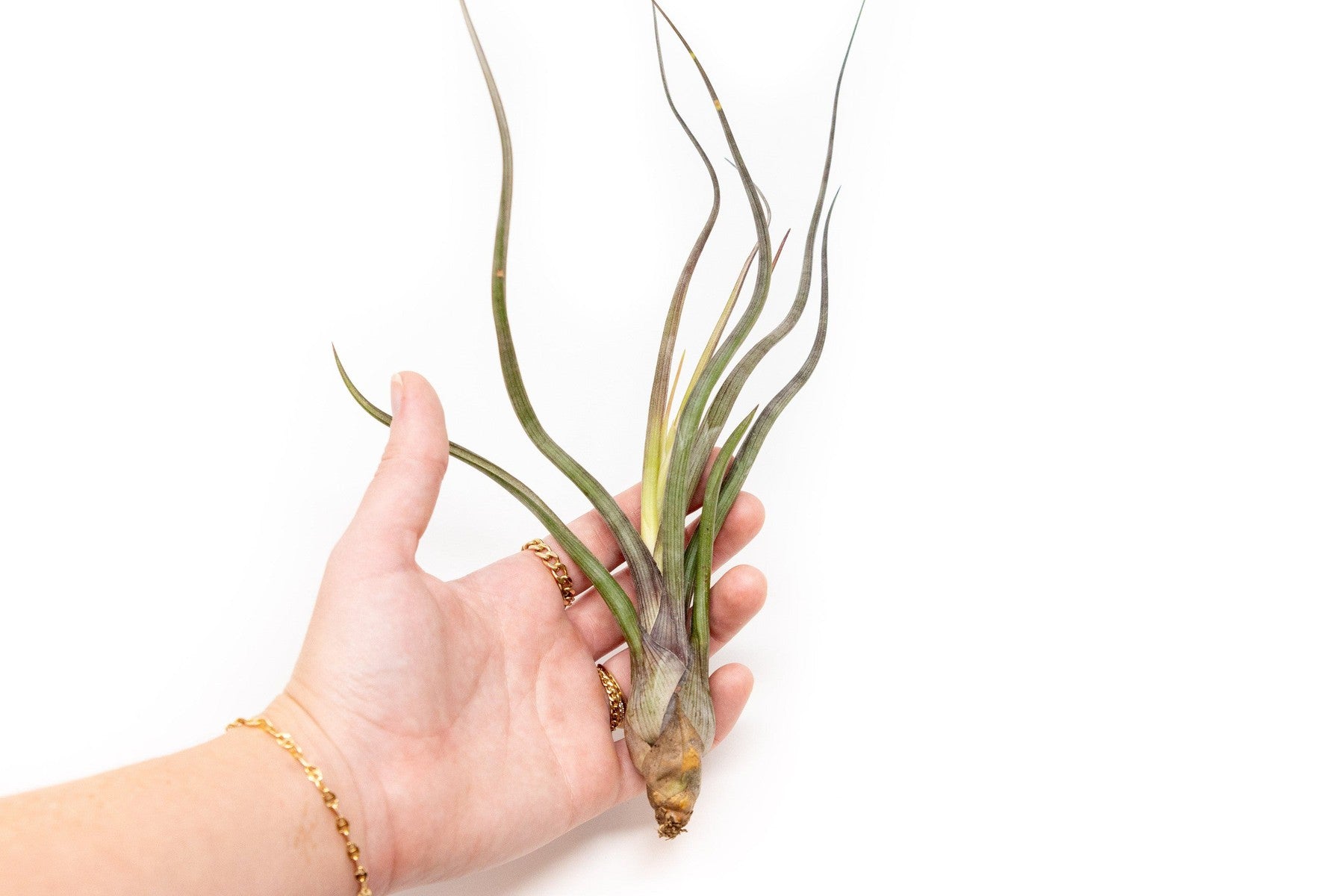 Large Tillandsia Baileyi Air Plants / 6-9 Inch Plants-airplant-The Succulent Source