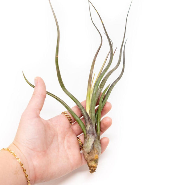 Cómo cuidar la Tillandsia stricta o clavel del aire: guía completa y