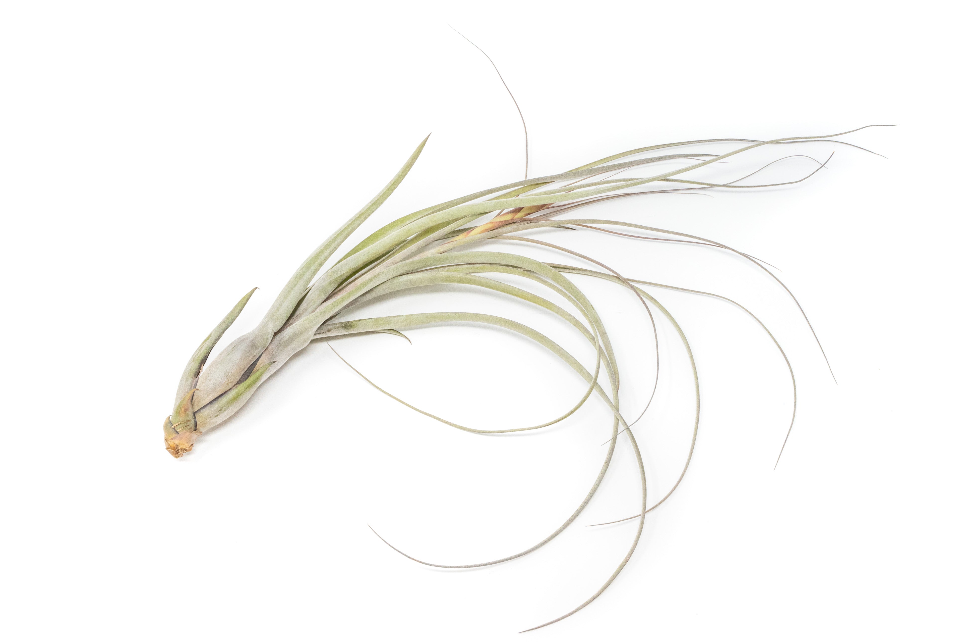 Large Tillandsia Balbisiana Air Plants / 9-12 Inch Plants-airplant-The Succulent Source