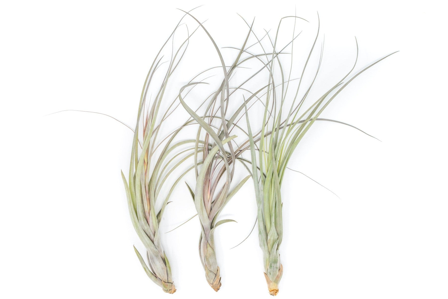 Large Tillandsia Balbisiana Air Plants / 9-12 Inch Plants-airplant-The Succulent Source