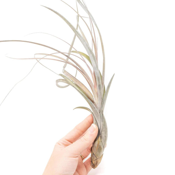 balbisiana air plant Large Tillandsia Balbisiana Air Plants / 9-12 Inch Plants