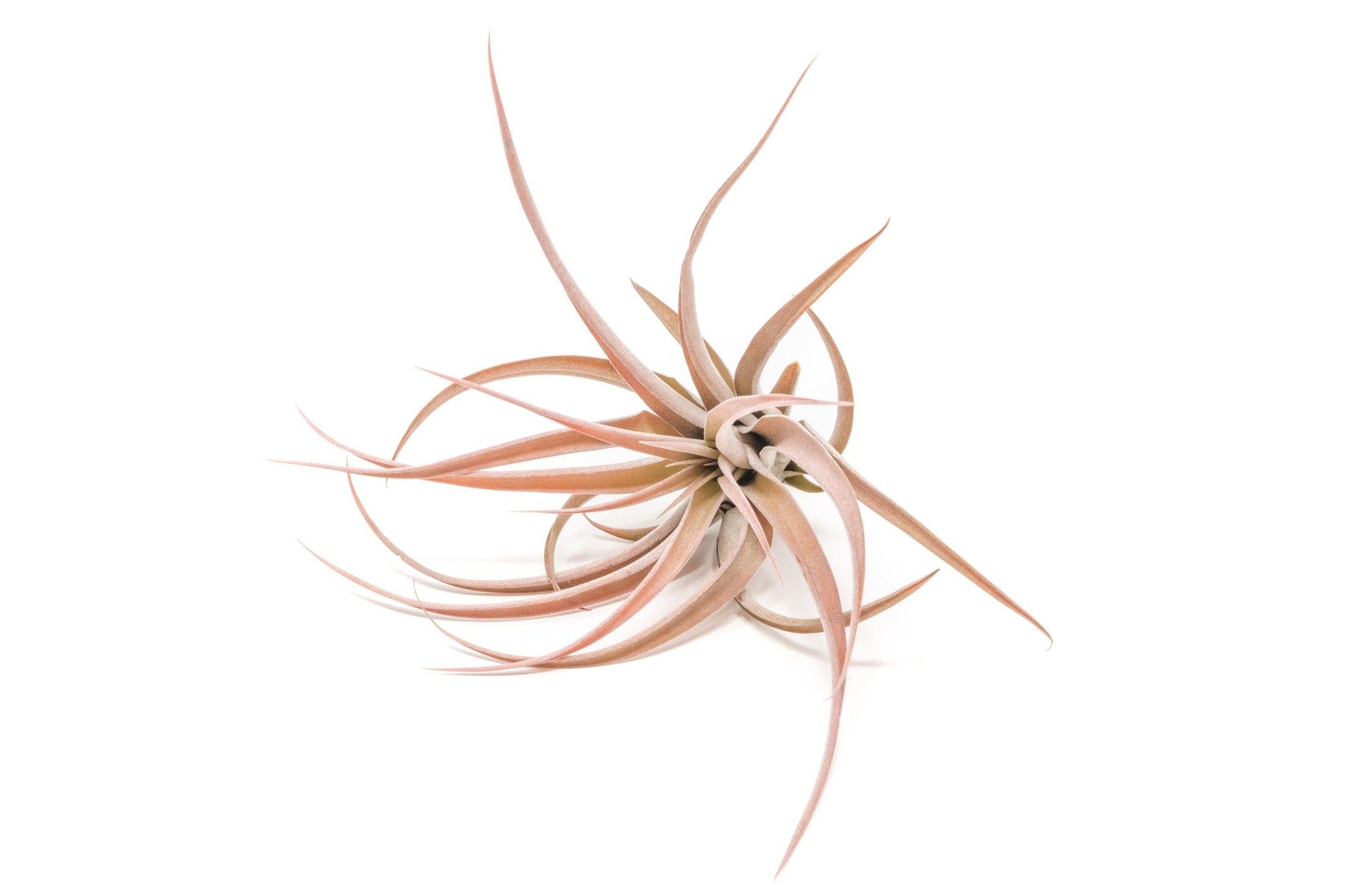 Large Tillandsia Capitata Peach Air Plants / 4-6 Inch Plants-airplant-The Succulent Source