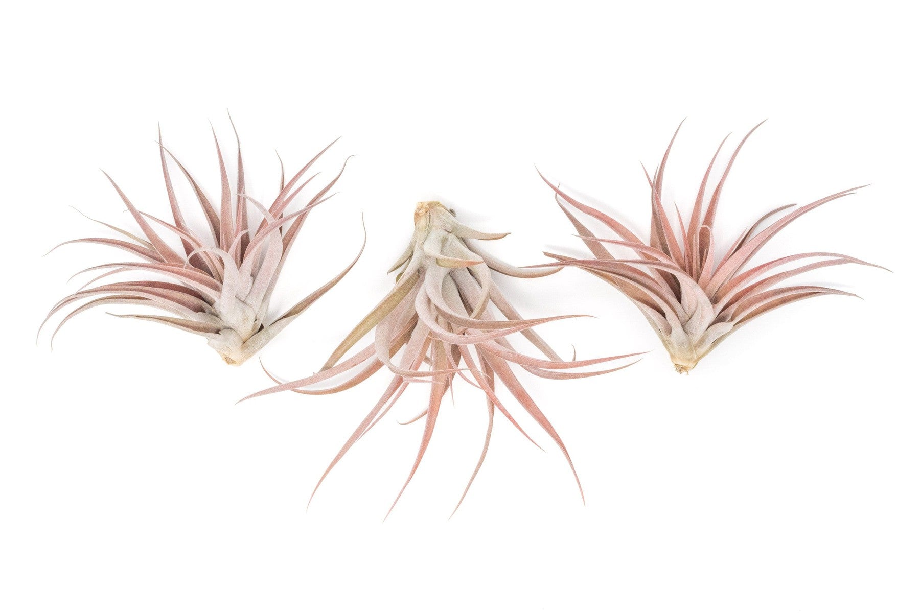 Large Tillandsia Capitata Peach Air Plants / 4-6 Inch Plants-airplant-The Succulent Source