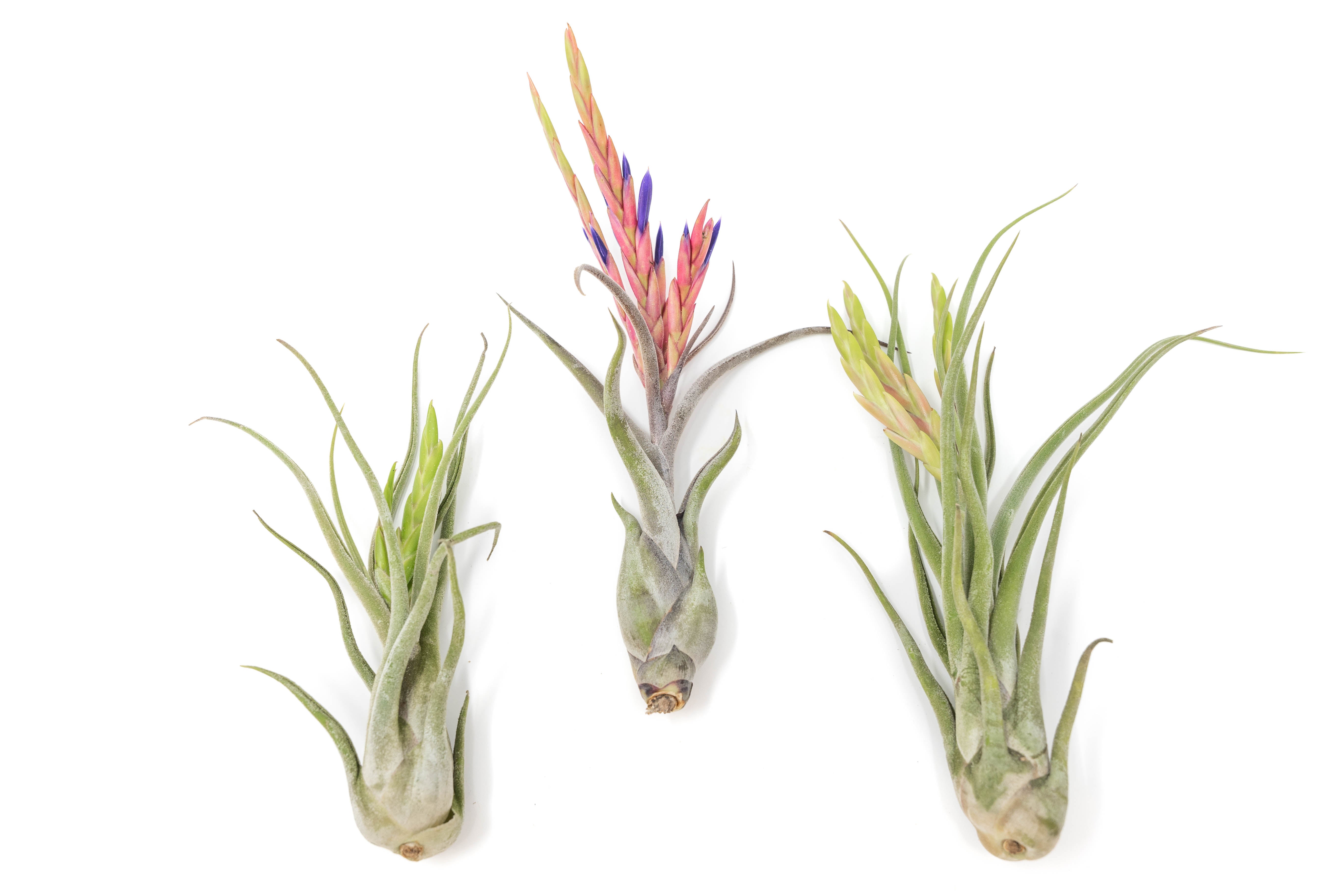 Large Tillandsia Caput Medusae Air Plants / 5-8 Inch Plants-airplant-The Succulent Source