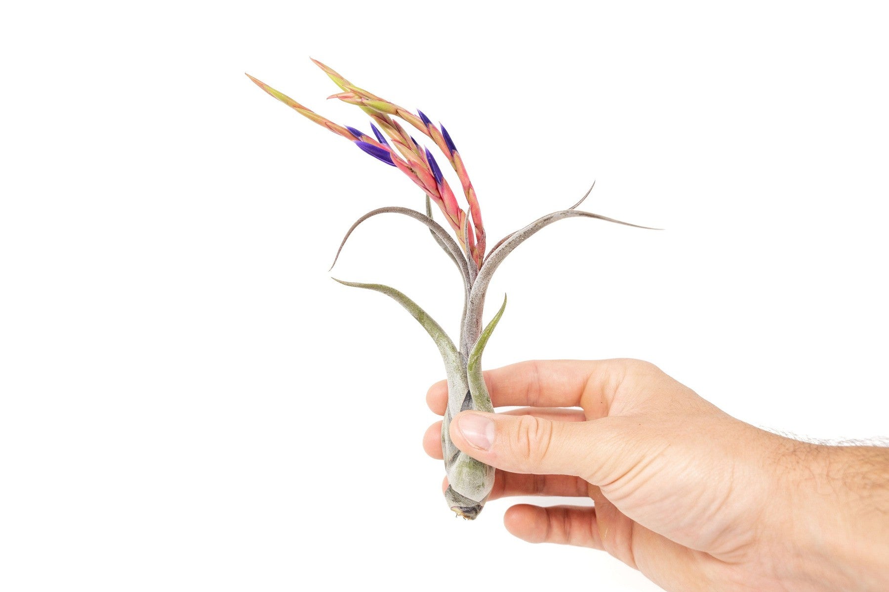 Large Tillandsia Caput Medusae Air Plants / 5-8 Inch Plants-airplant-The Succulent Source