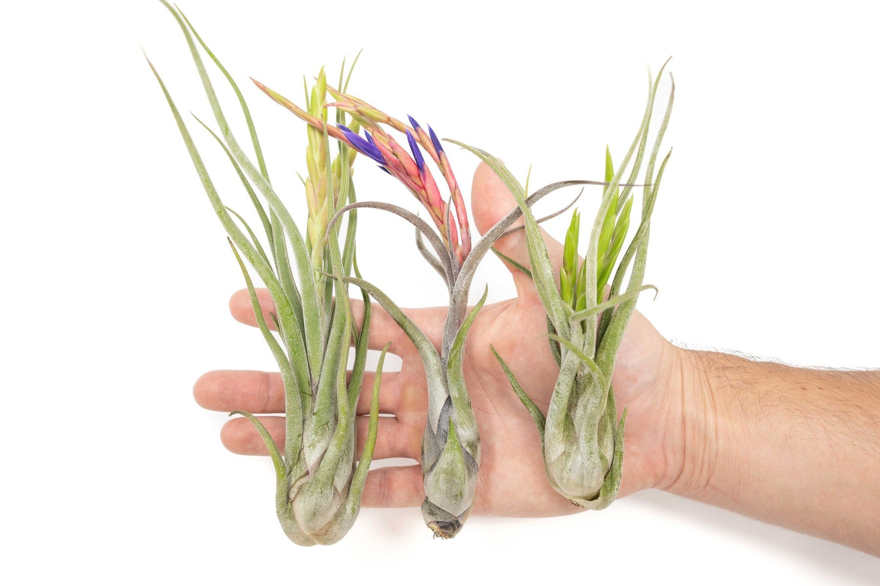 Large Tillandsia Caput Medusae Air Plants / 5-8 Inch Plants-airplant-The Succulent Source