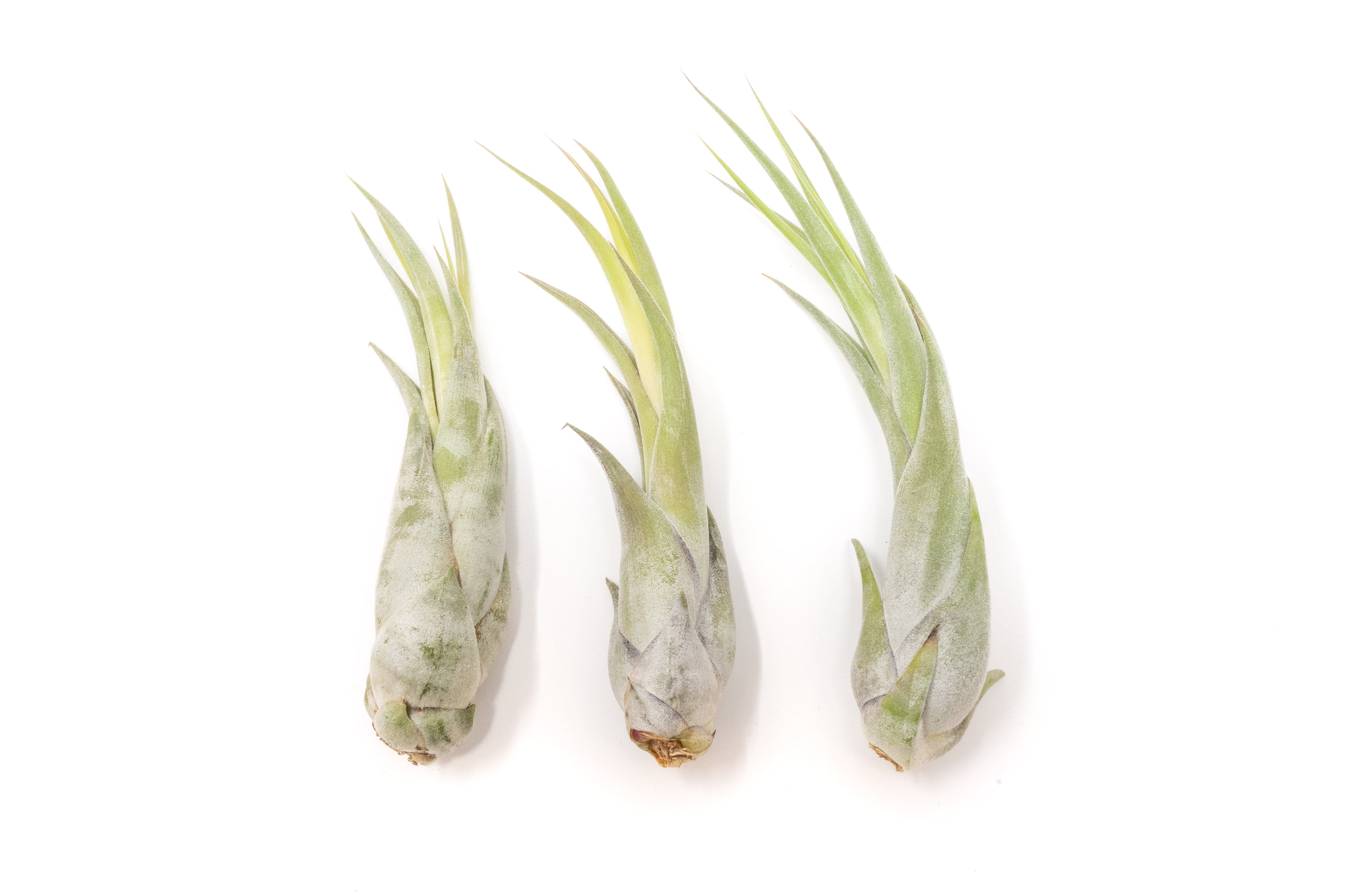 Large Tillandsia Circinata Air Plants / 5-8 Inch Plants-airplant-The Succulent Source