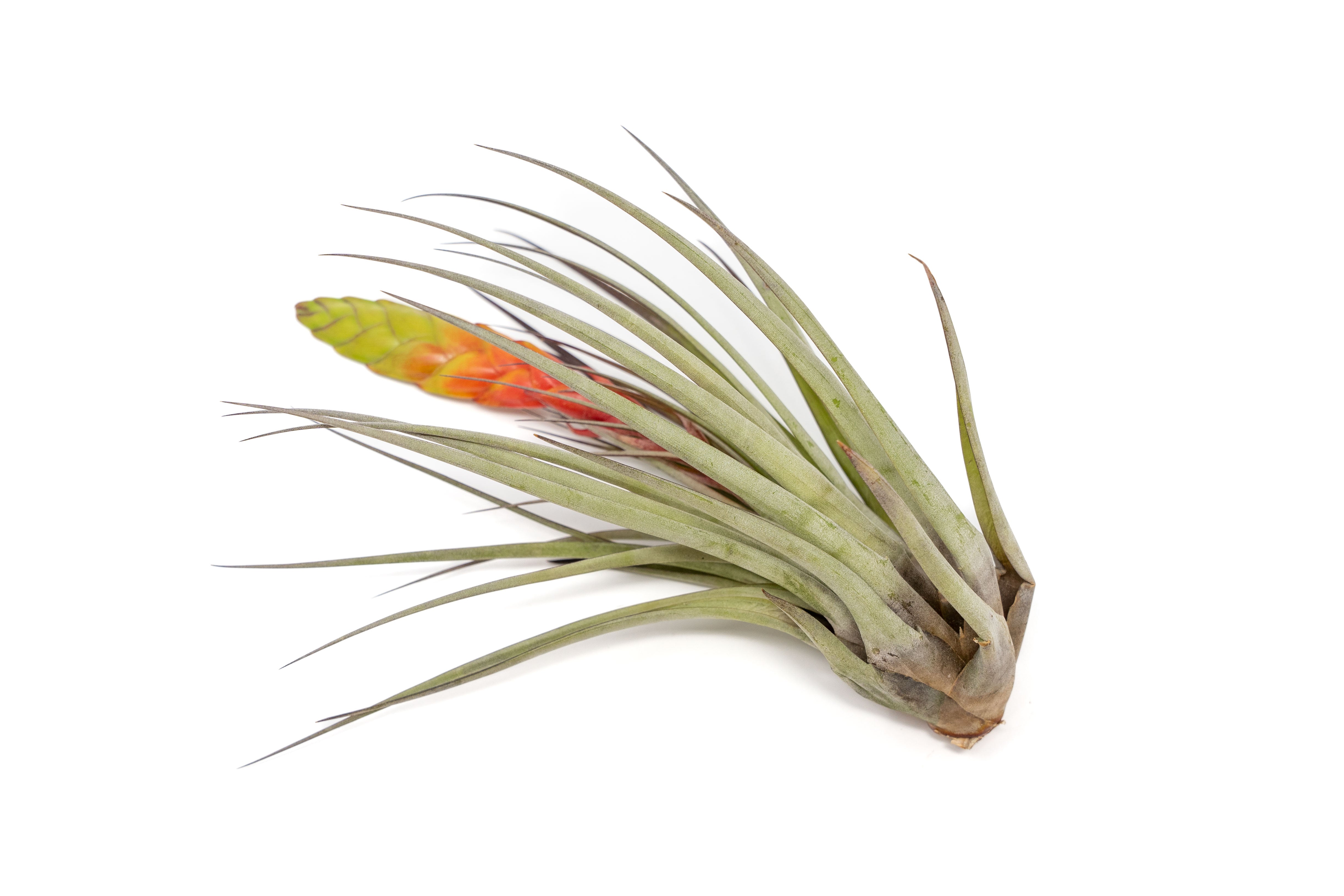 Large Tillandsia Fasciculata Tricolor Golden Torch Air Plants-airplant-The Succulent Source