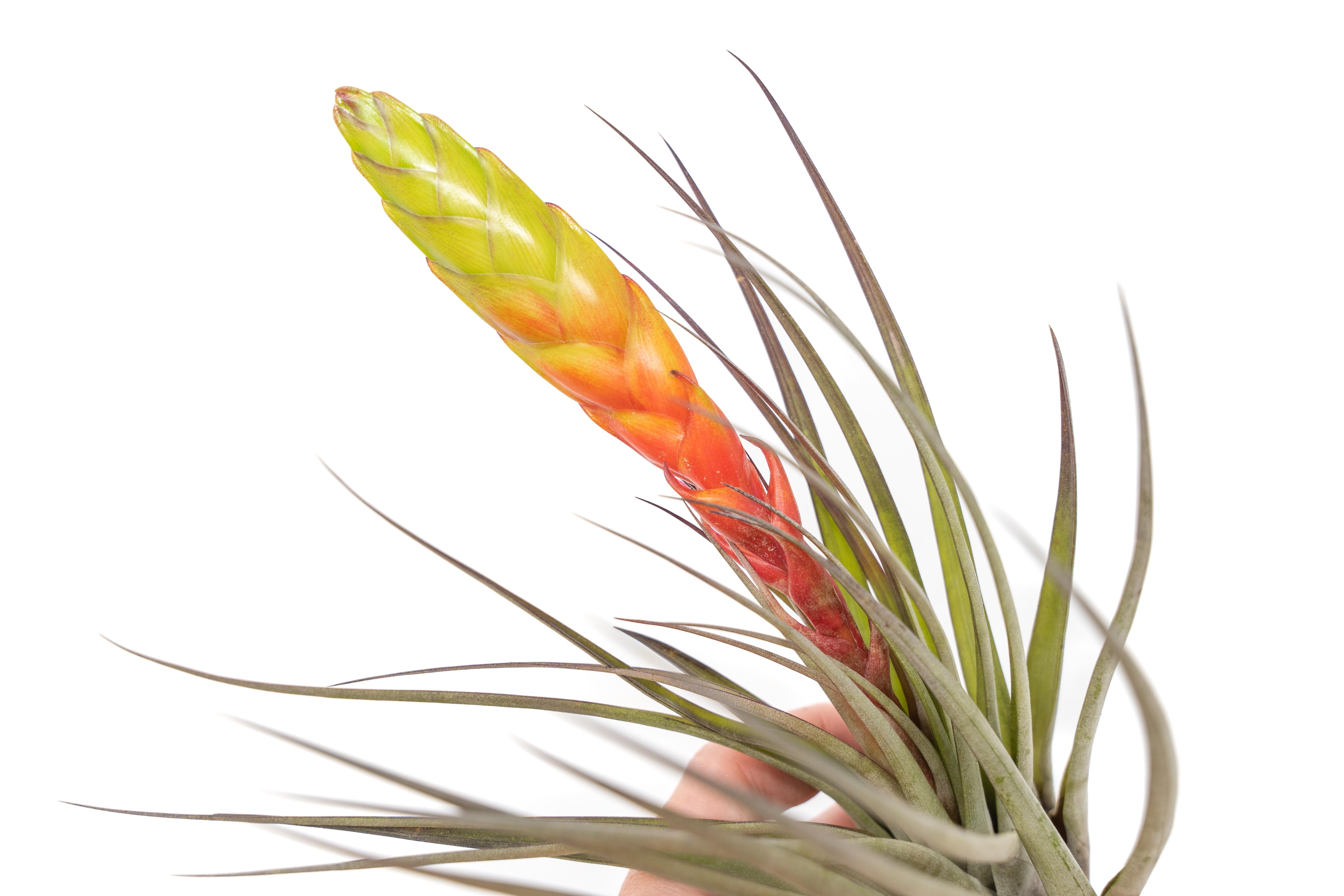 Large Tillandsia Fasciculata Tricolor Golden Torch Air Plants-airplant-The Succulent Source