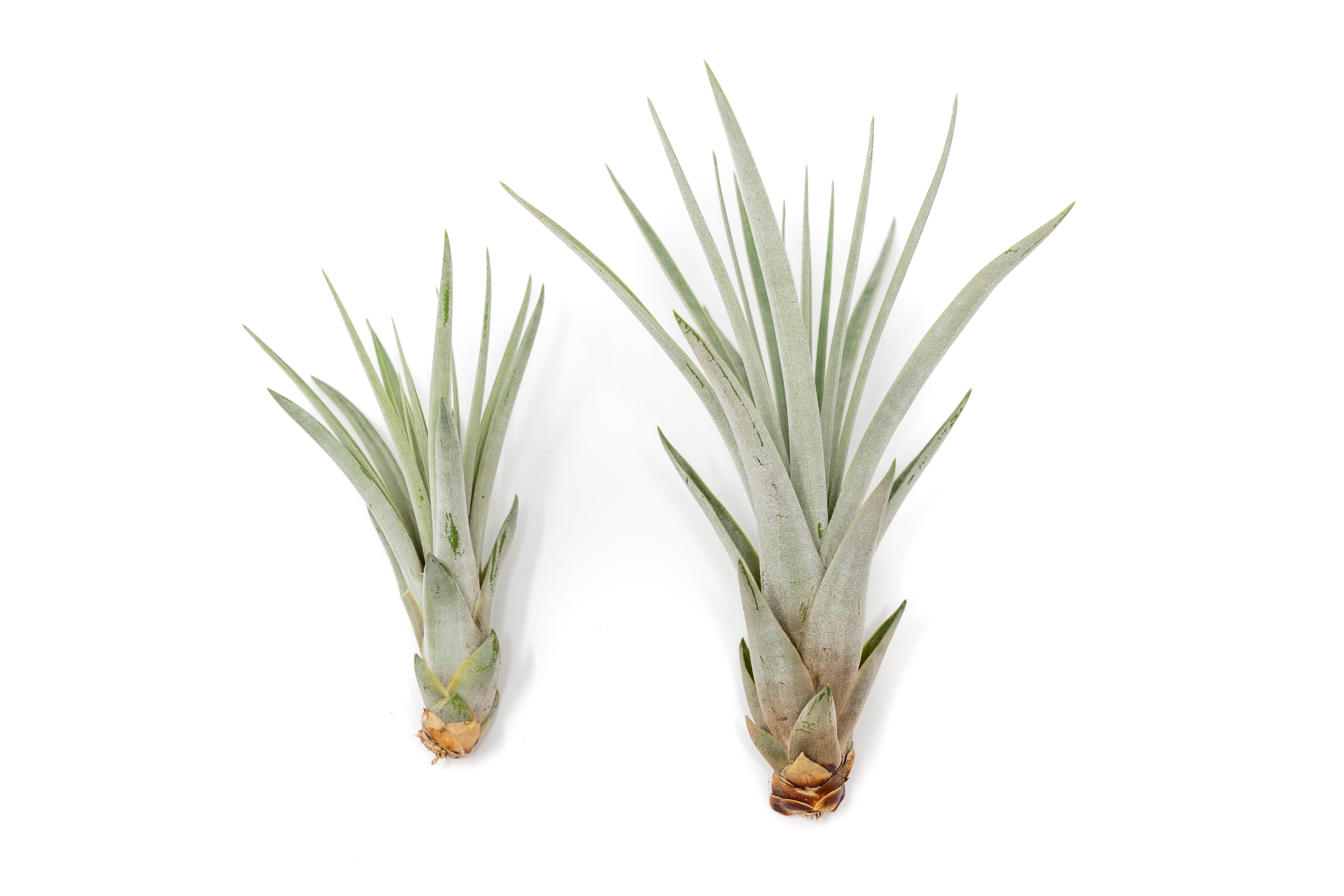 Large Tillandsia Fasciculata Tricolor Golden Torch Air Plants-airplant-The Succulent Source