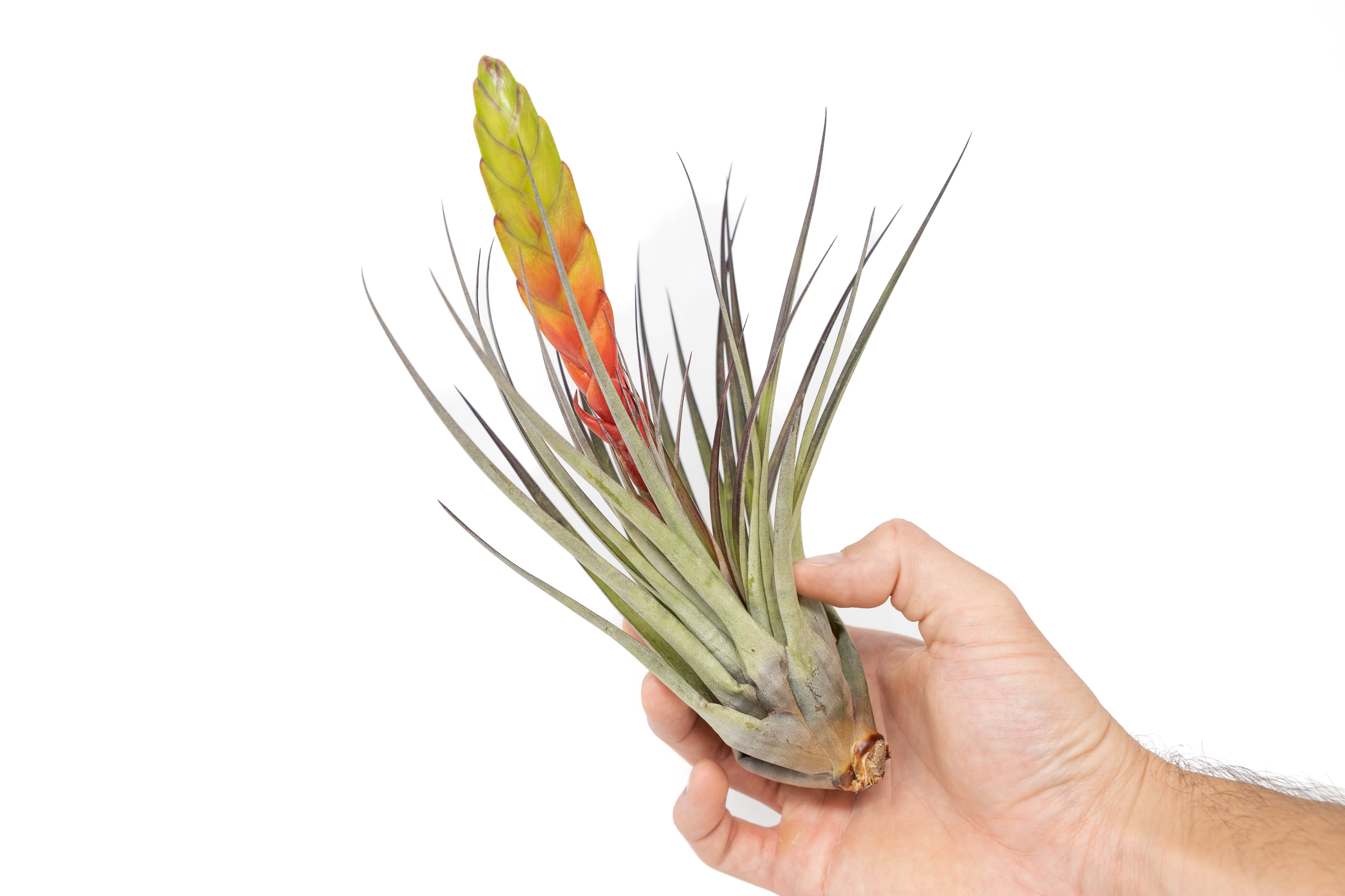 Large Tillandsia Fasciculata Tricolor Golden Torch Air Plants-airplant-The Succulent Source